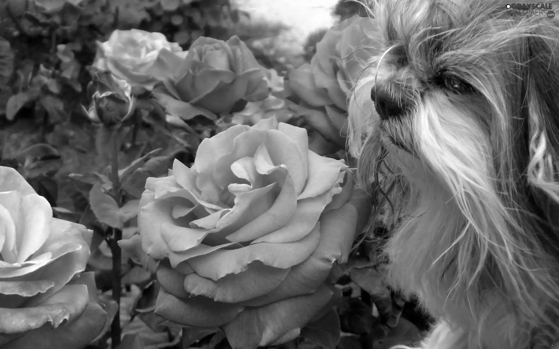 doggy, roses, Gray