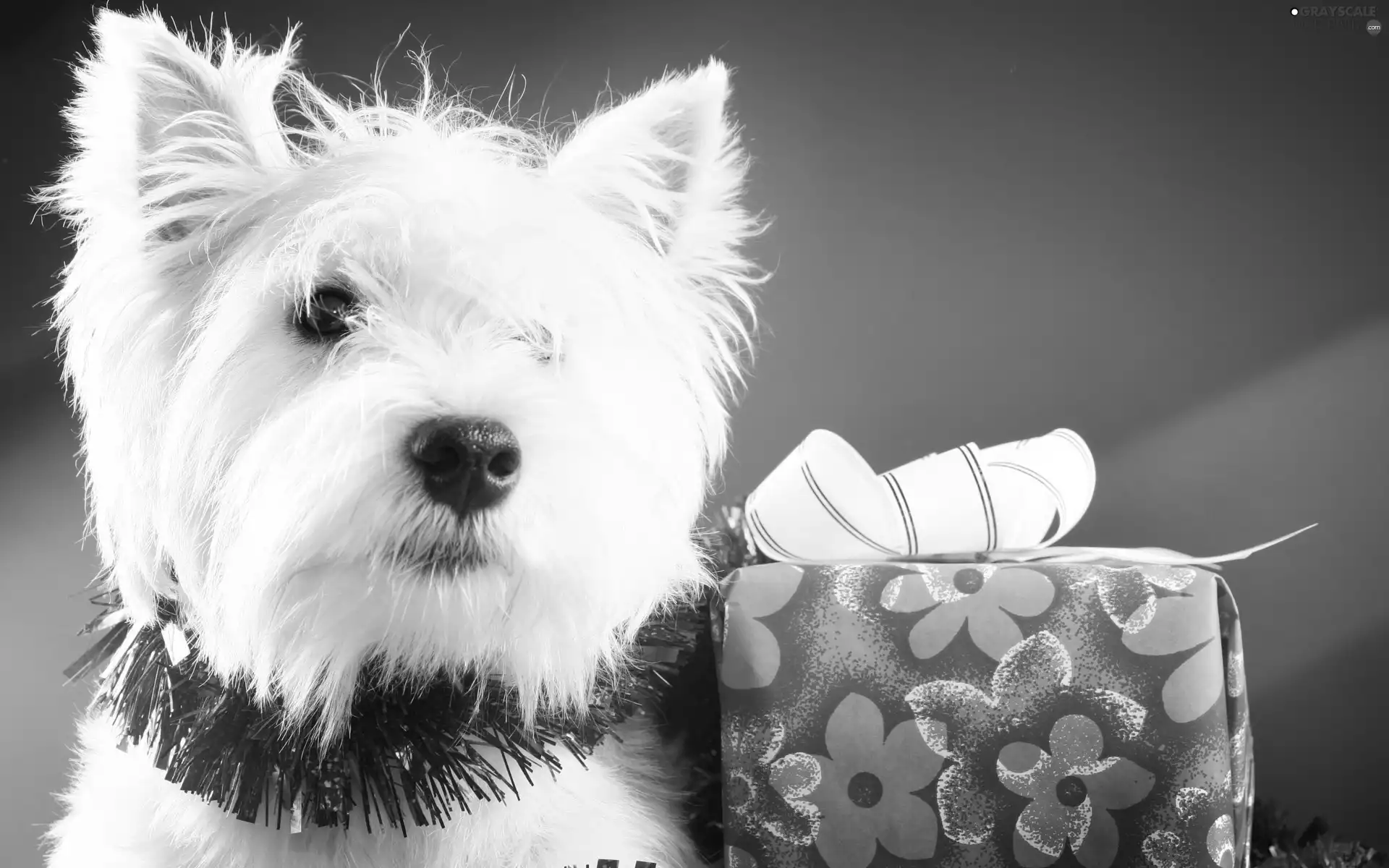 doggy, Christmas, Present