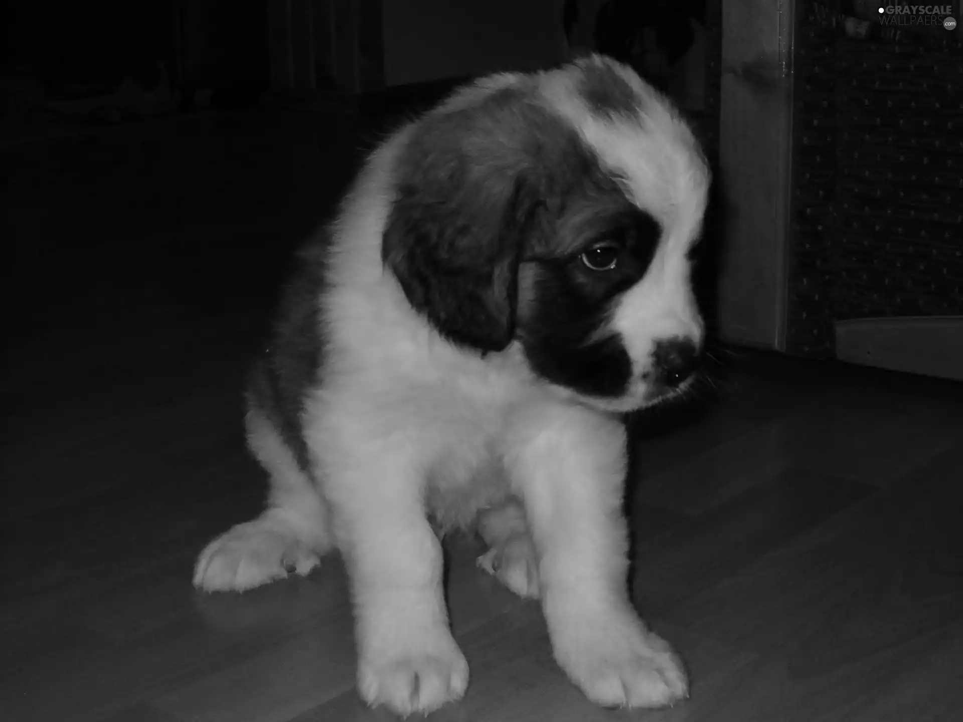 Bernard, small, doggy