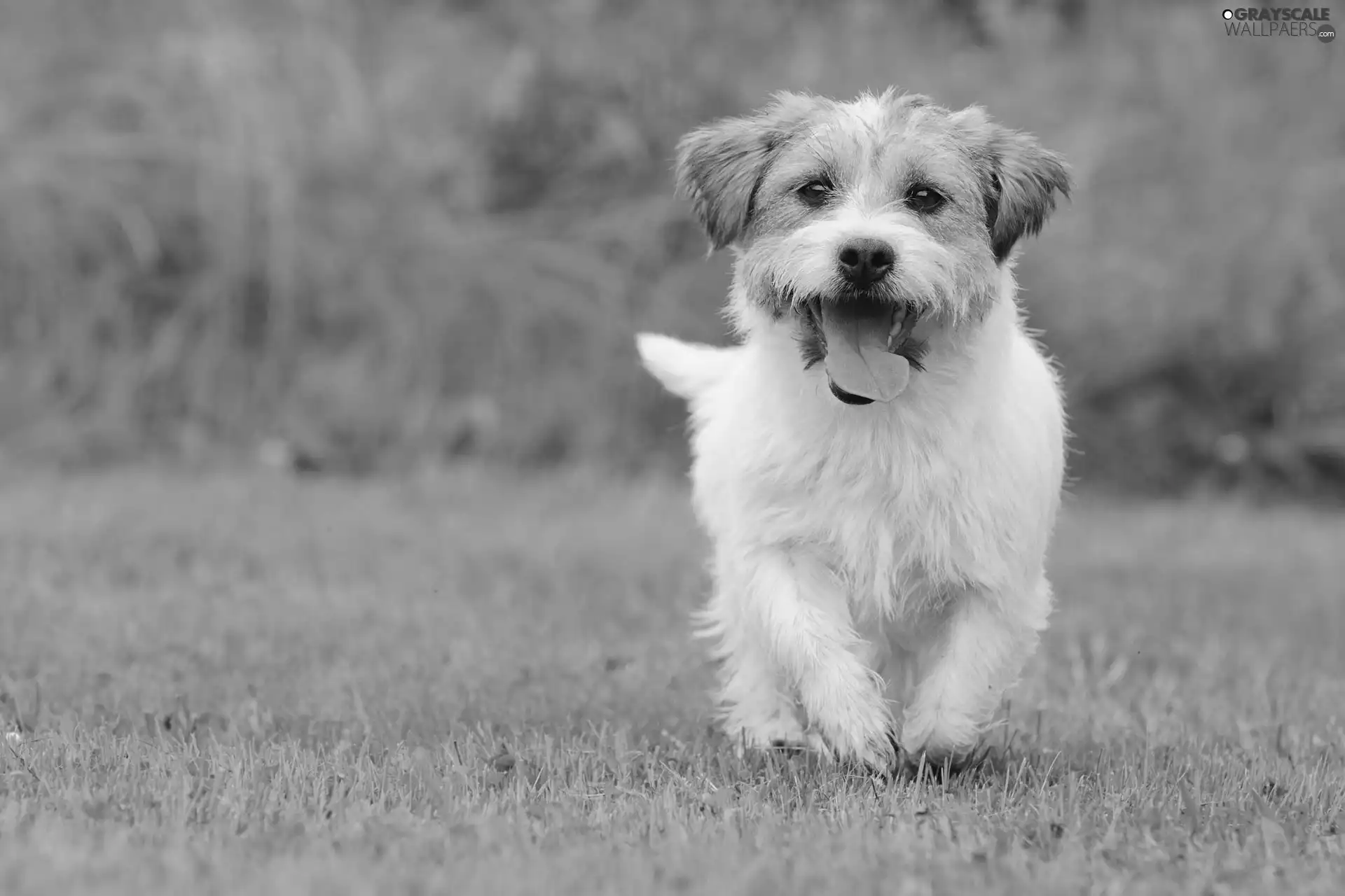 doggy, terrier, honeyed, running, White