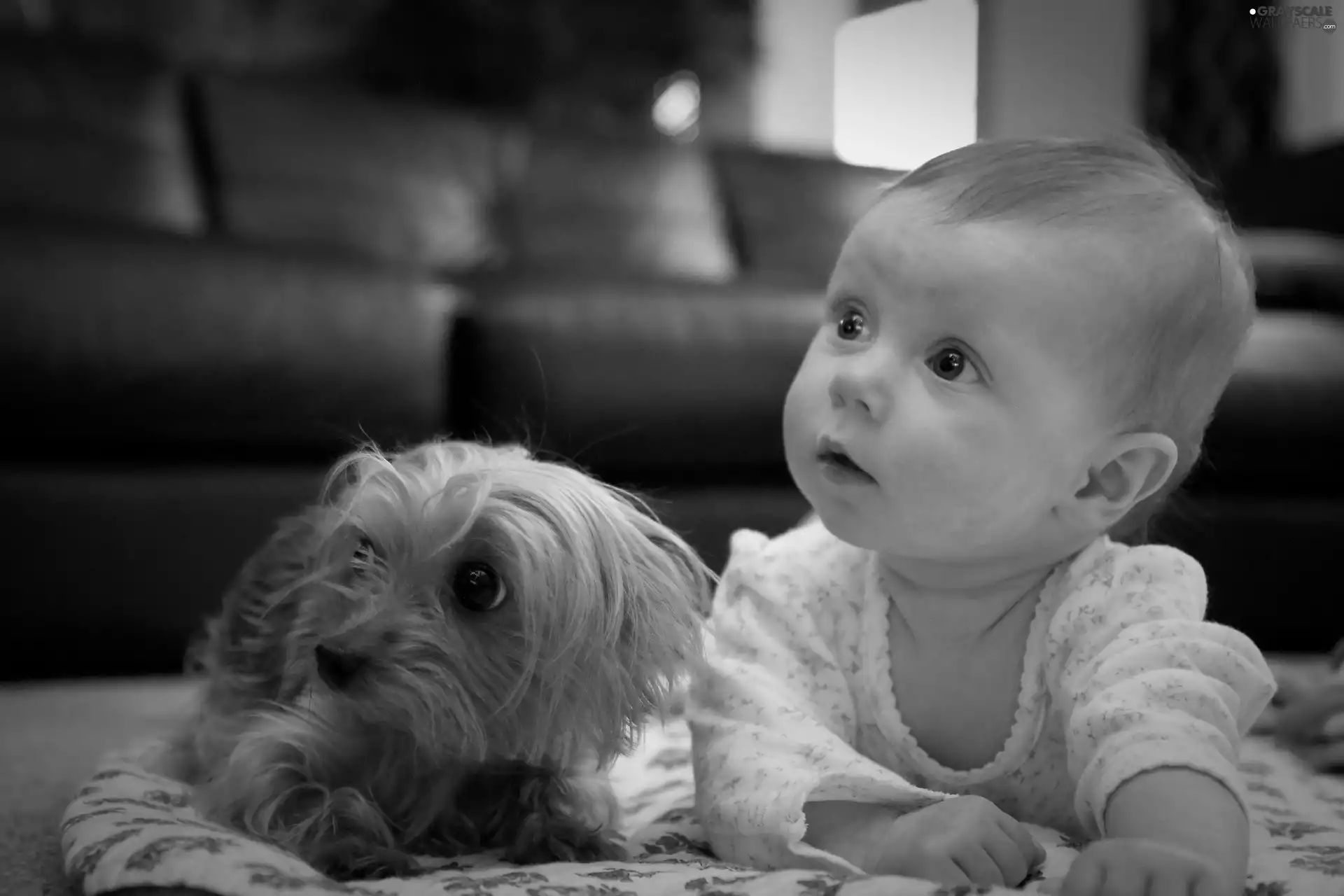 Yorkshire Terrier, Kid, doggy
