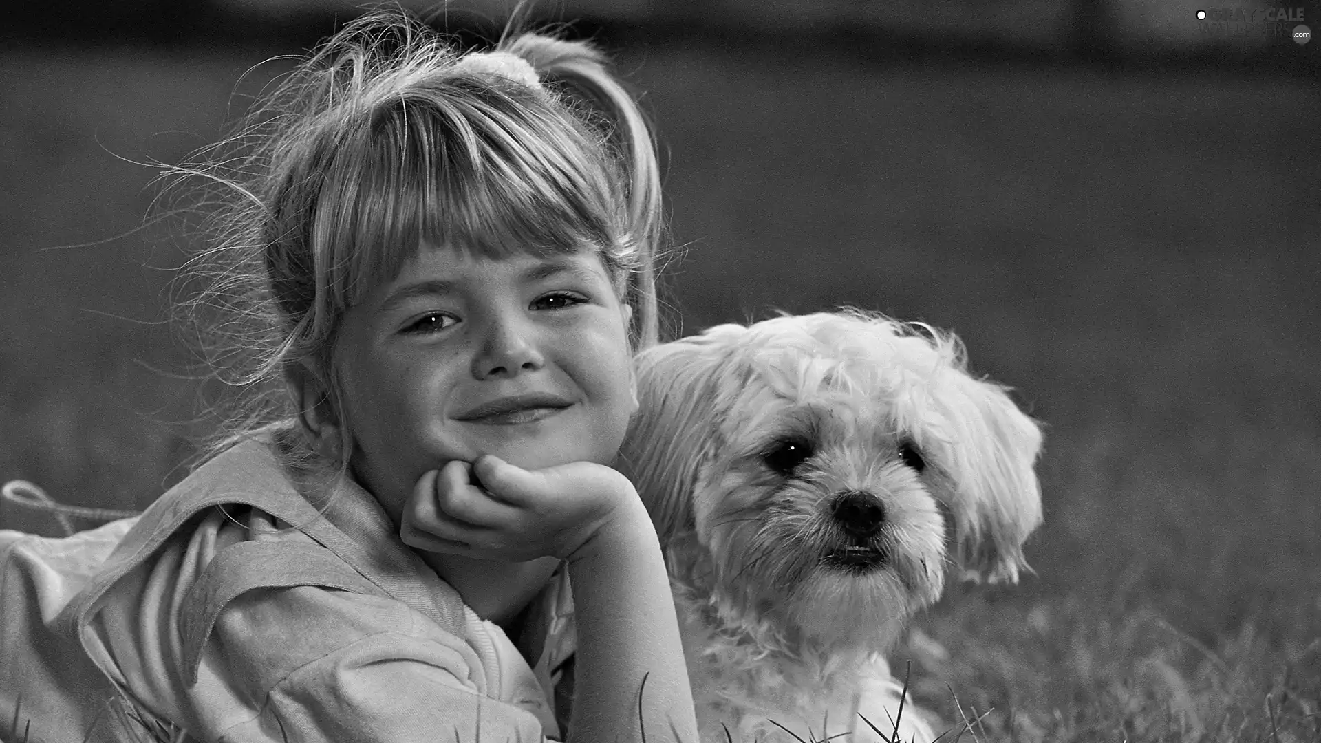 Shih Tzu, girl, doggy