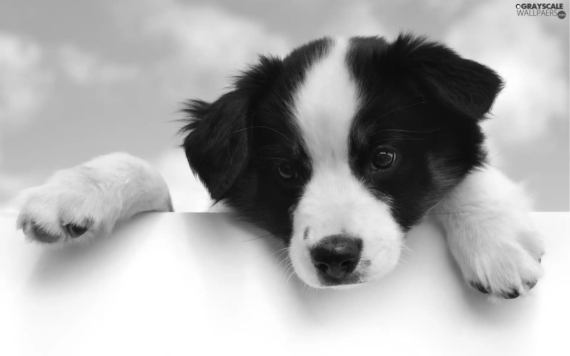 doggy, black, White