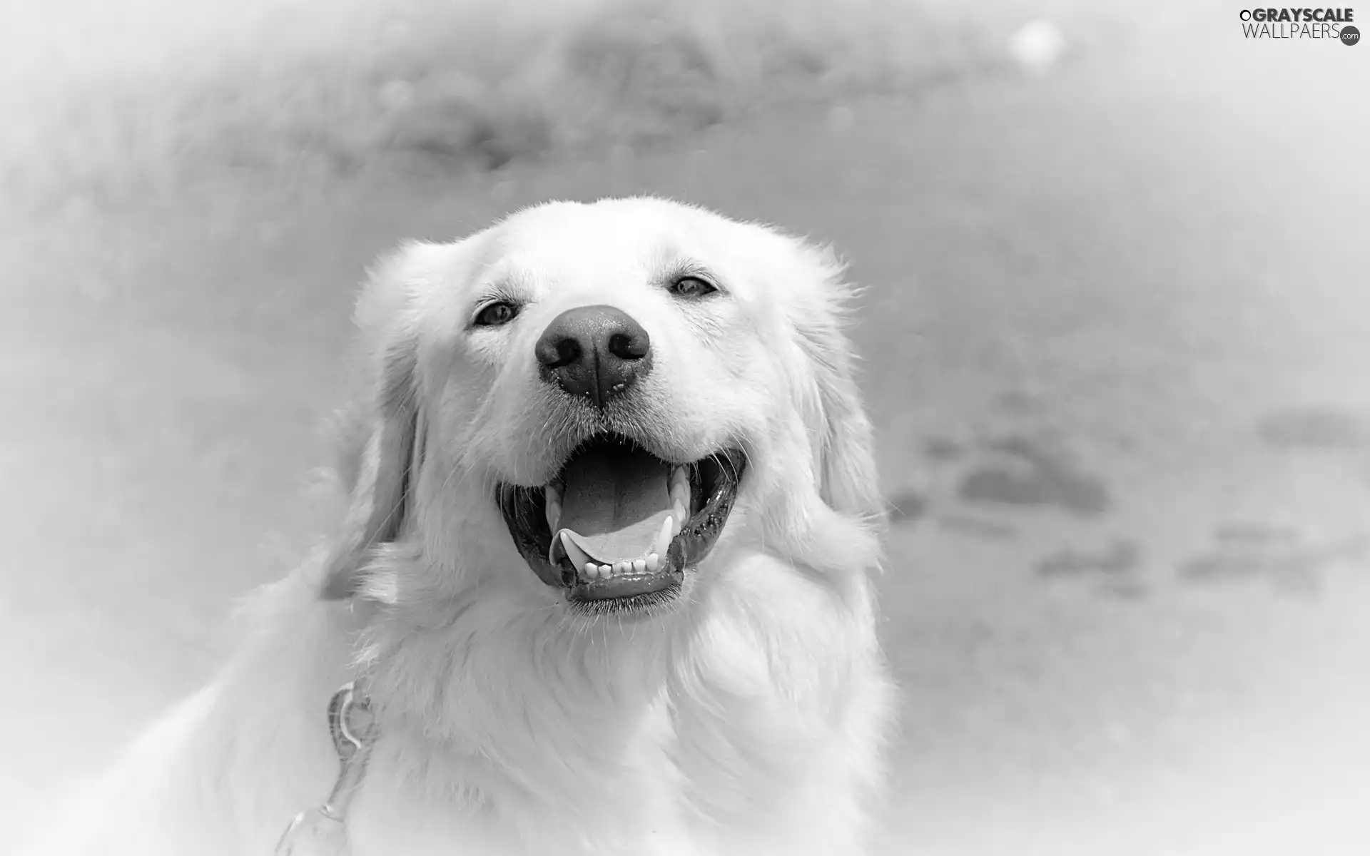 doggy, happy, White