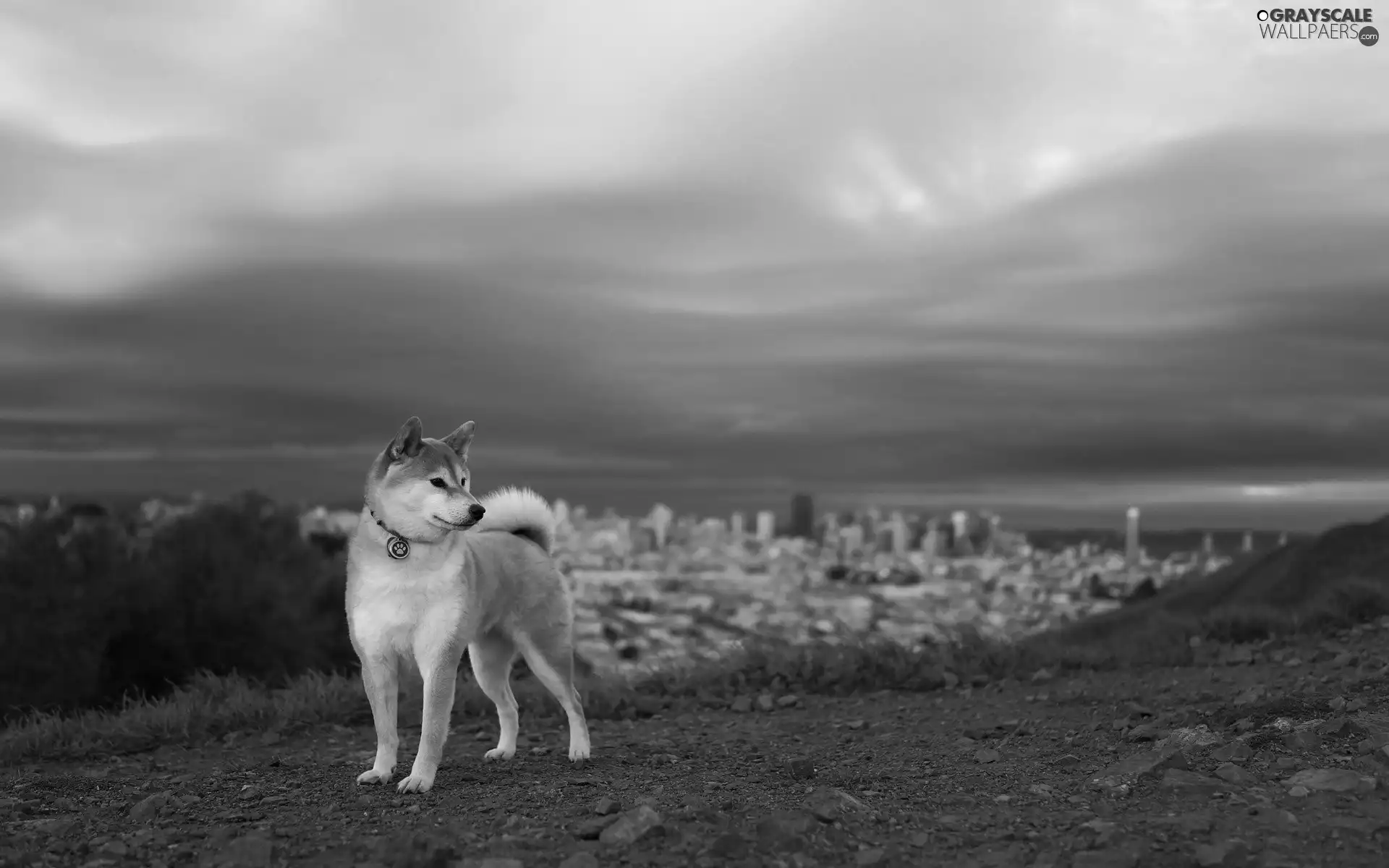 russet, doggy, Akita, White