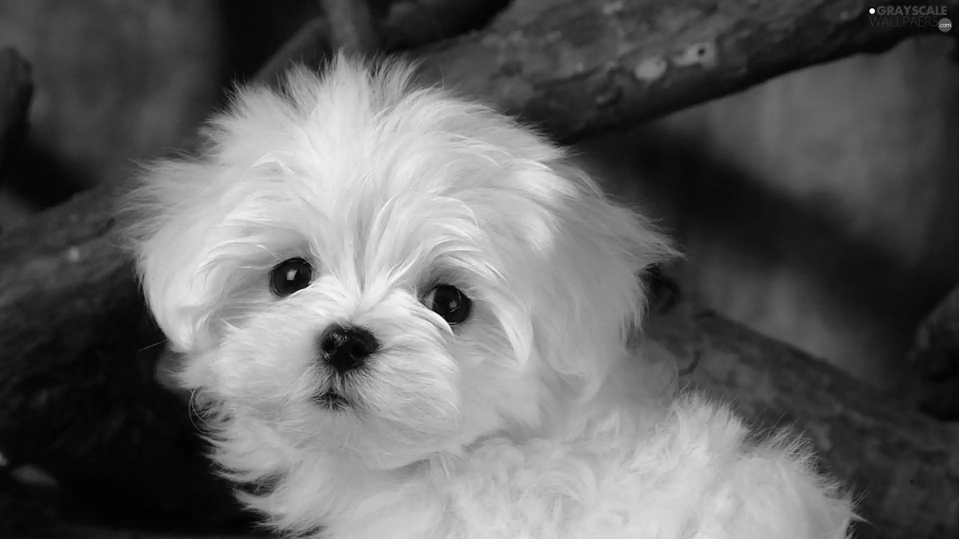 small, doggy, Bichon frise, White