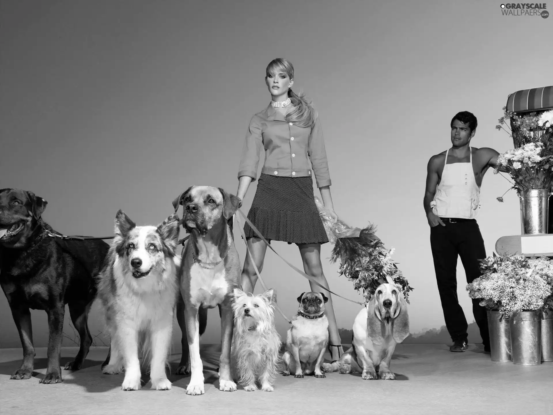 dogs, Flowers, a man, herd, Women