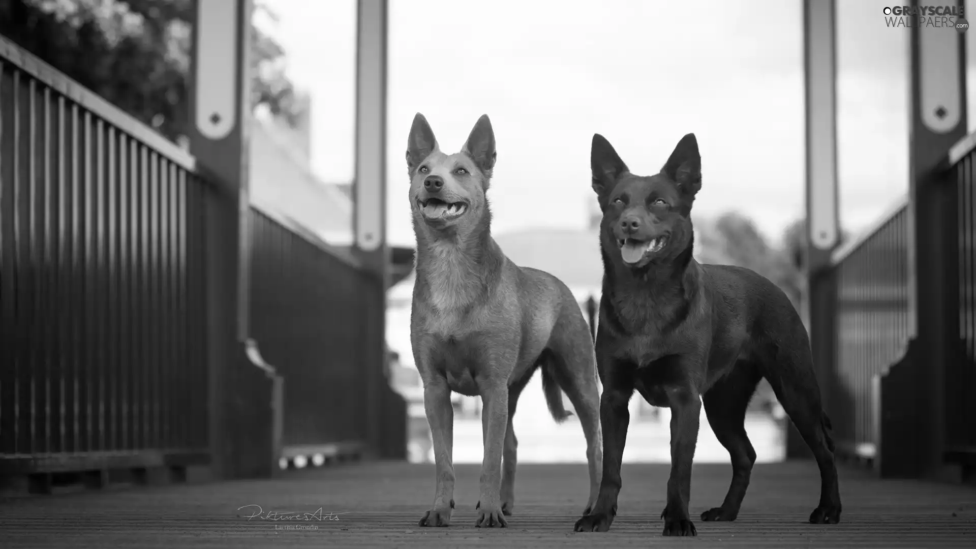 footbridge, Dogs, Australian Shepherd Kelpie