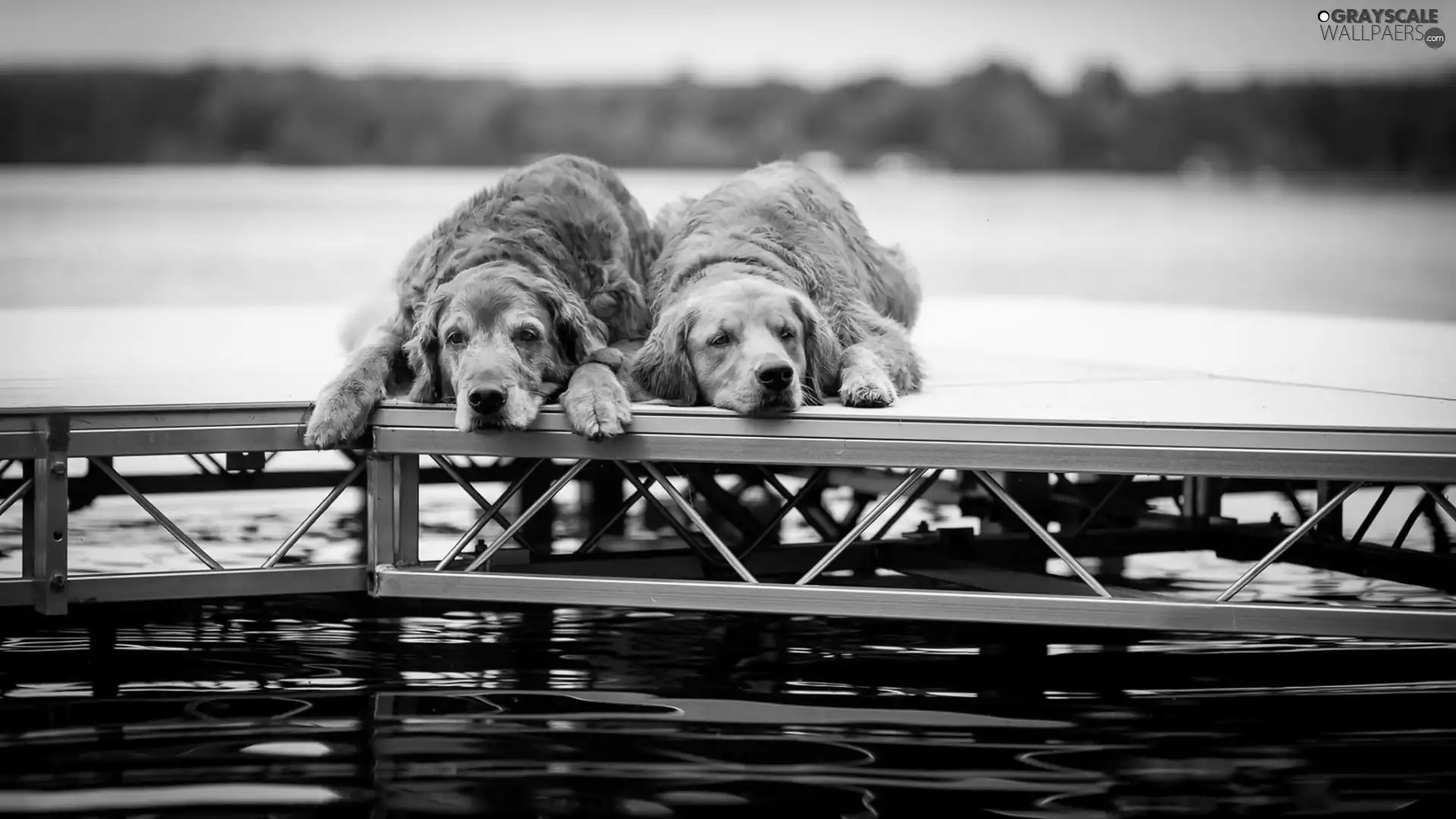 Golden Retrievery, Platform, Dogs, Brown, Two cars