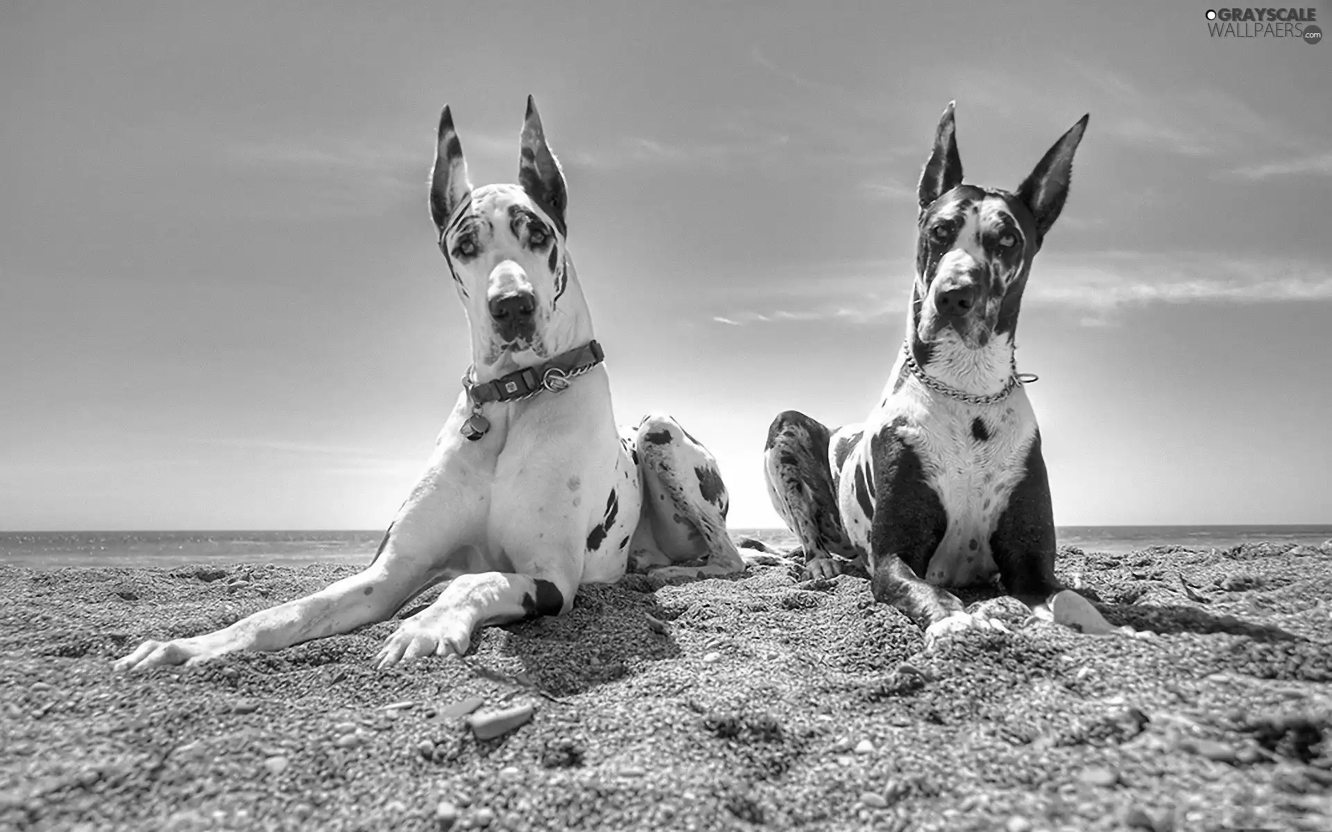 Sky, Two cars, dogs, Beaches