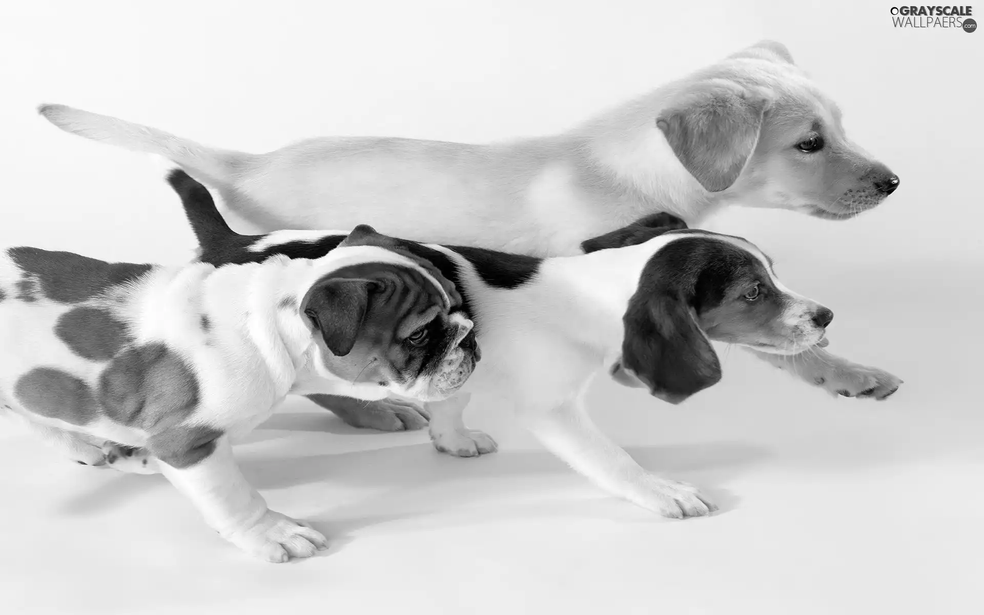 Dogs, Three, stretching