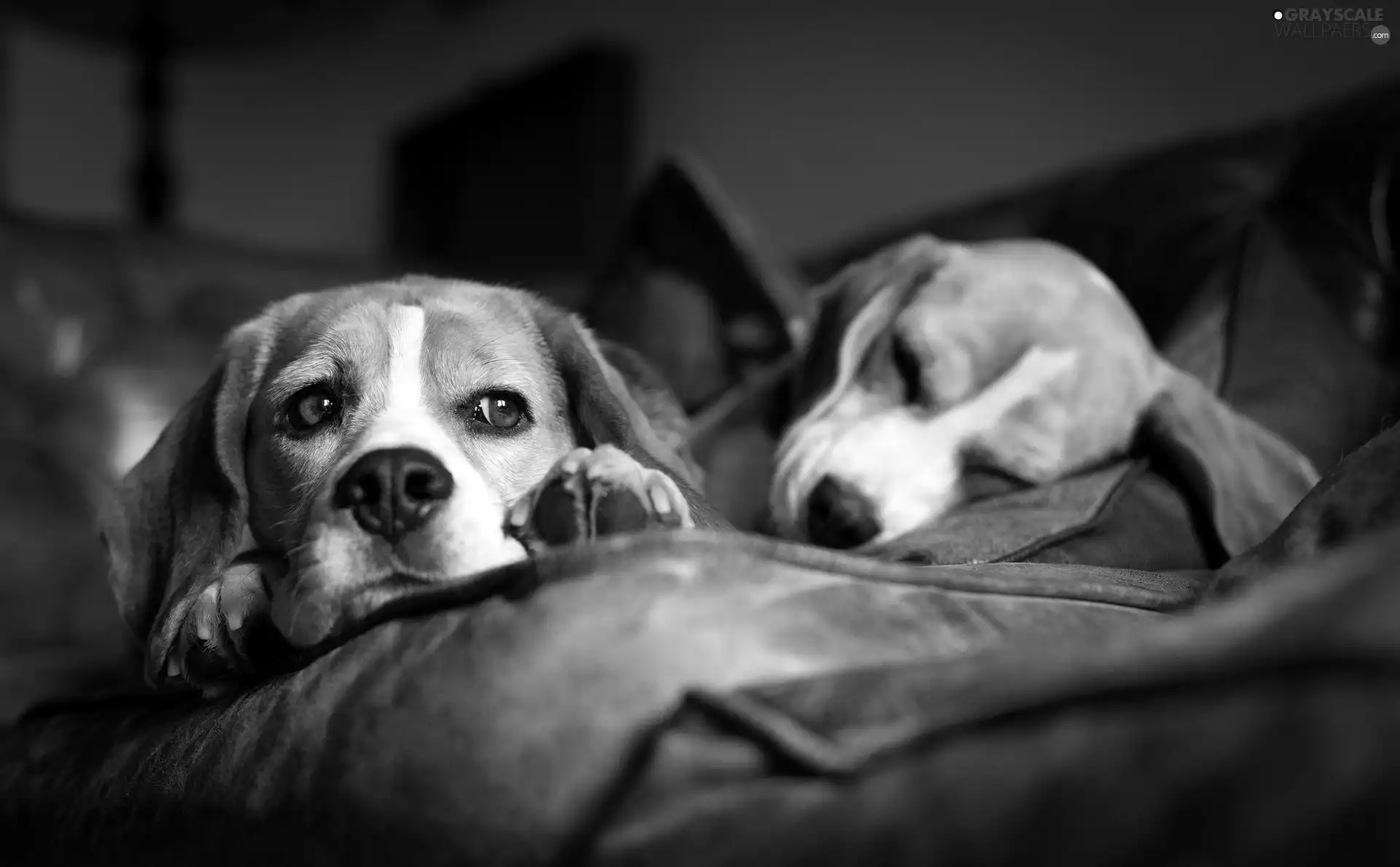 Beagle, Two cars, Dogs