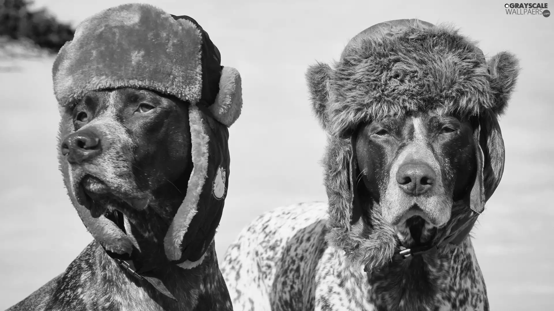 Two cars, German Shorthair Pointers, caps, Dogs