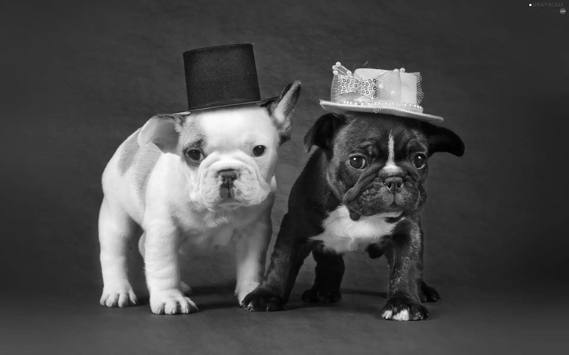 hats, Two cars, Dogs