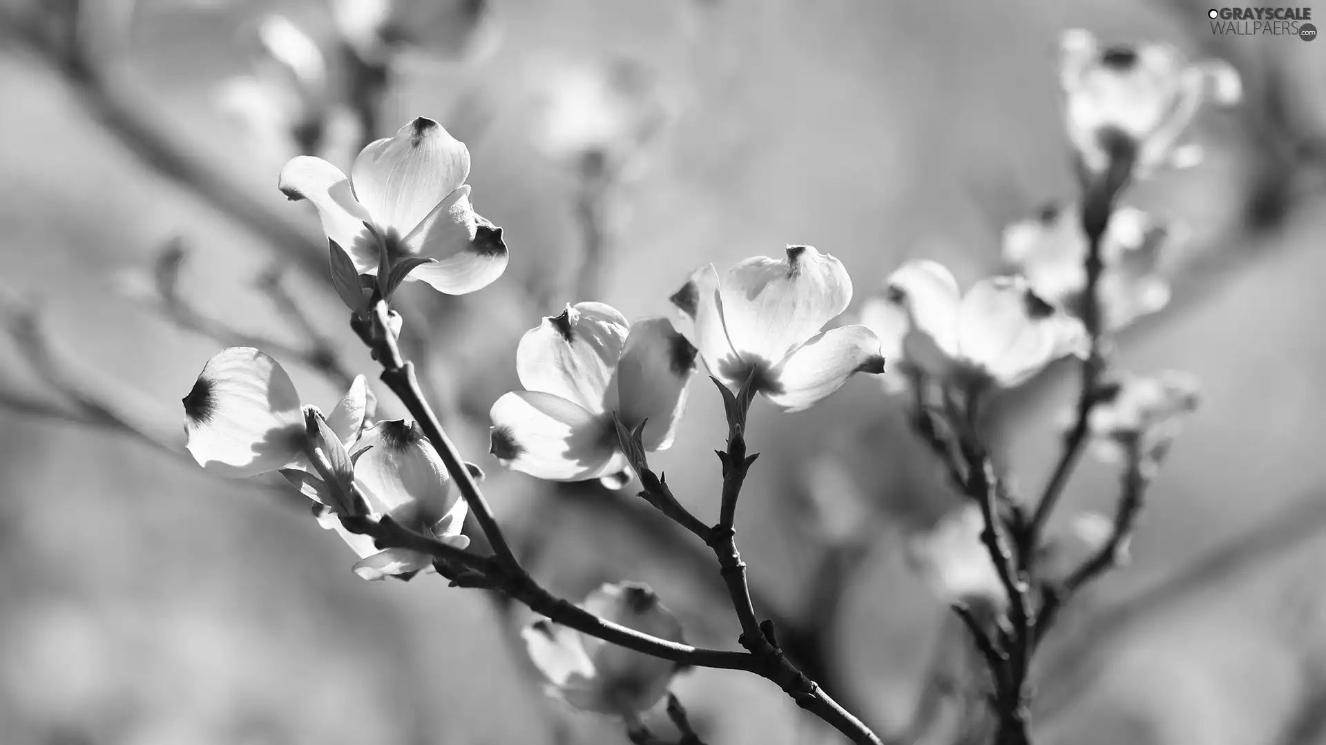 Flowering Dogwood, Bush, rapprochement, Flowers