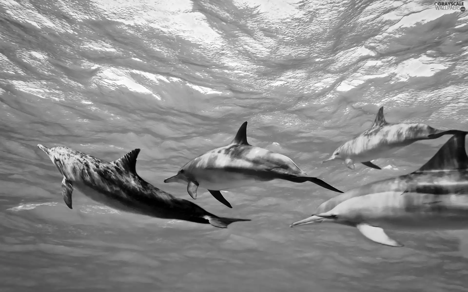 blue, flock, dolphin, water