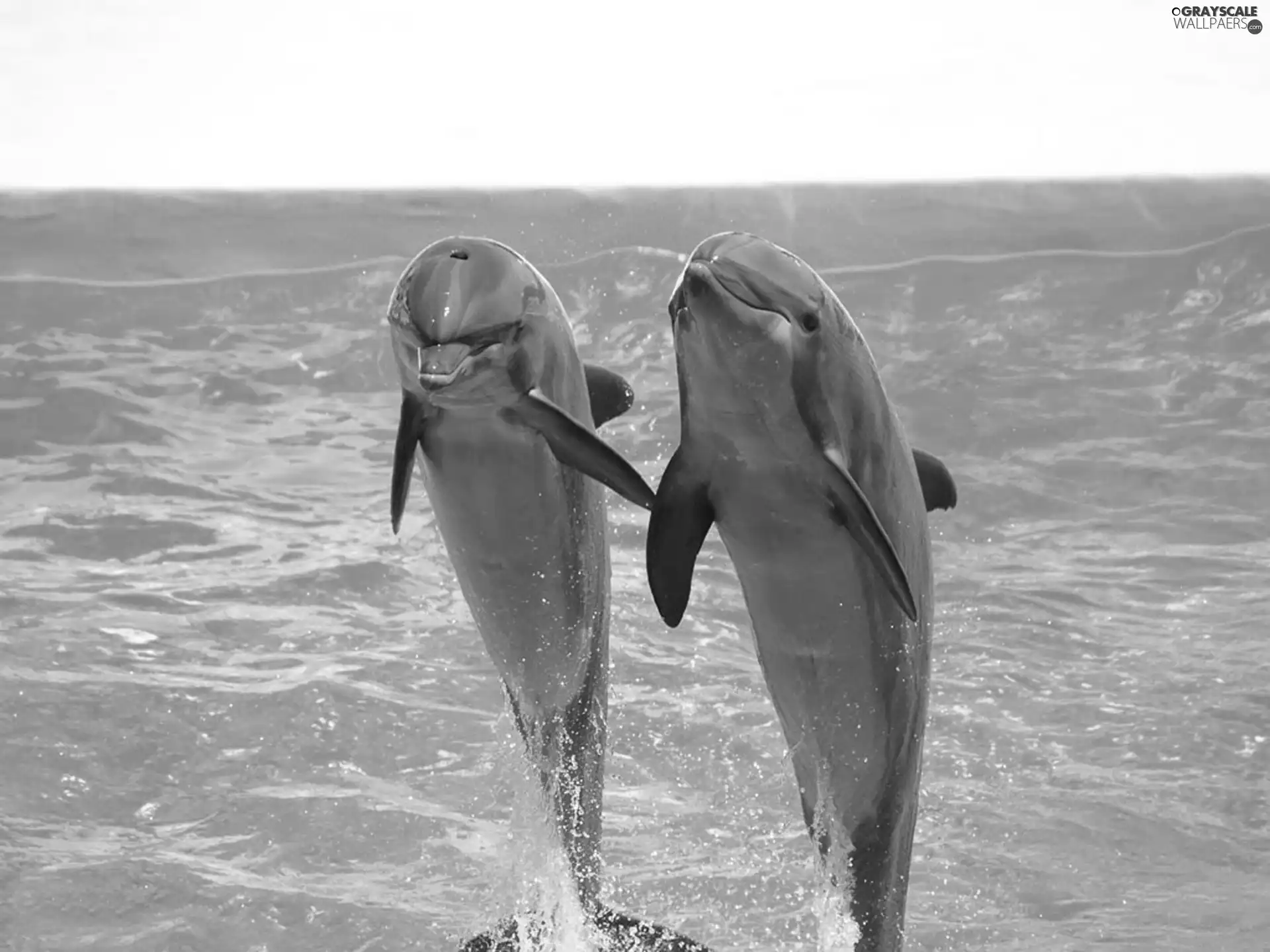 jump, Two cars, dolphins