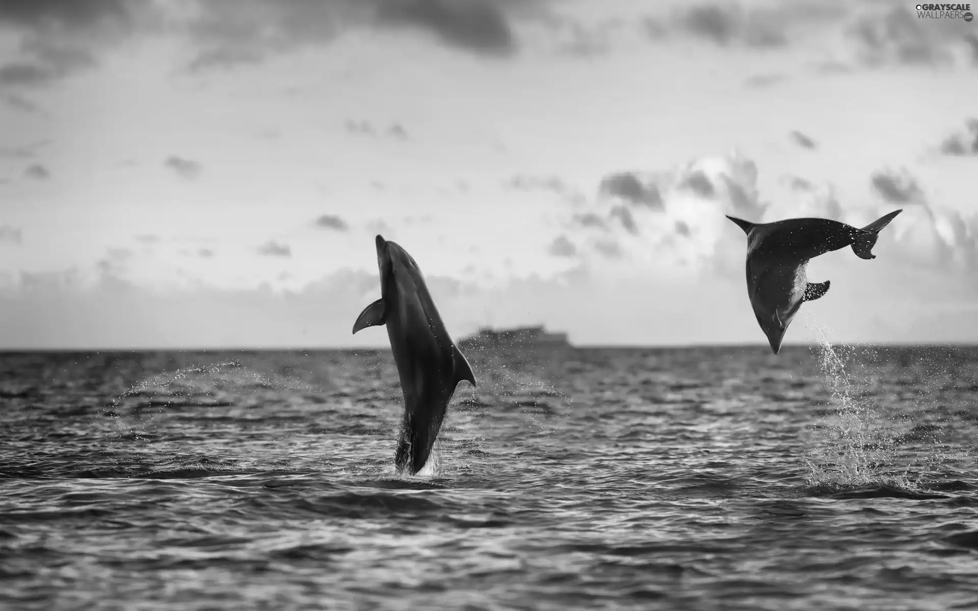 sea, Two cars, dolphins