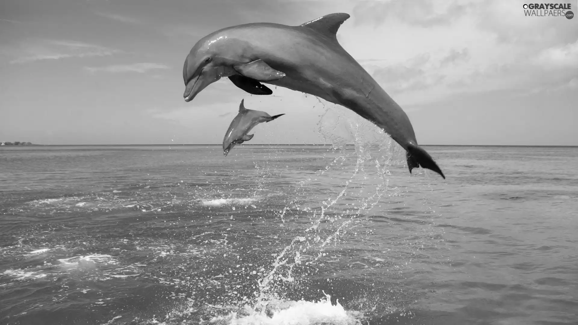 sea, Two cars, dolphins