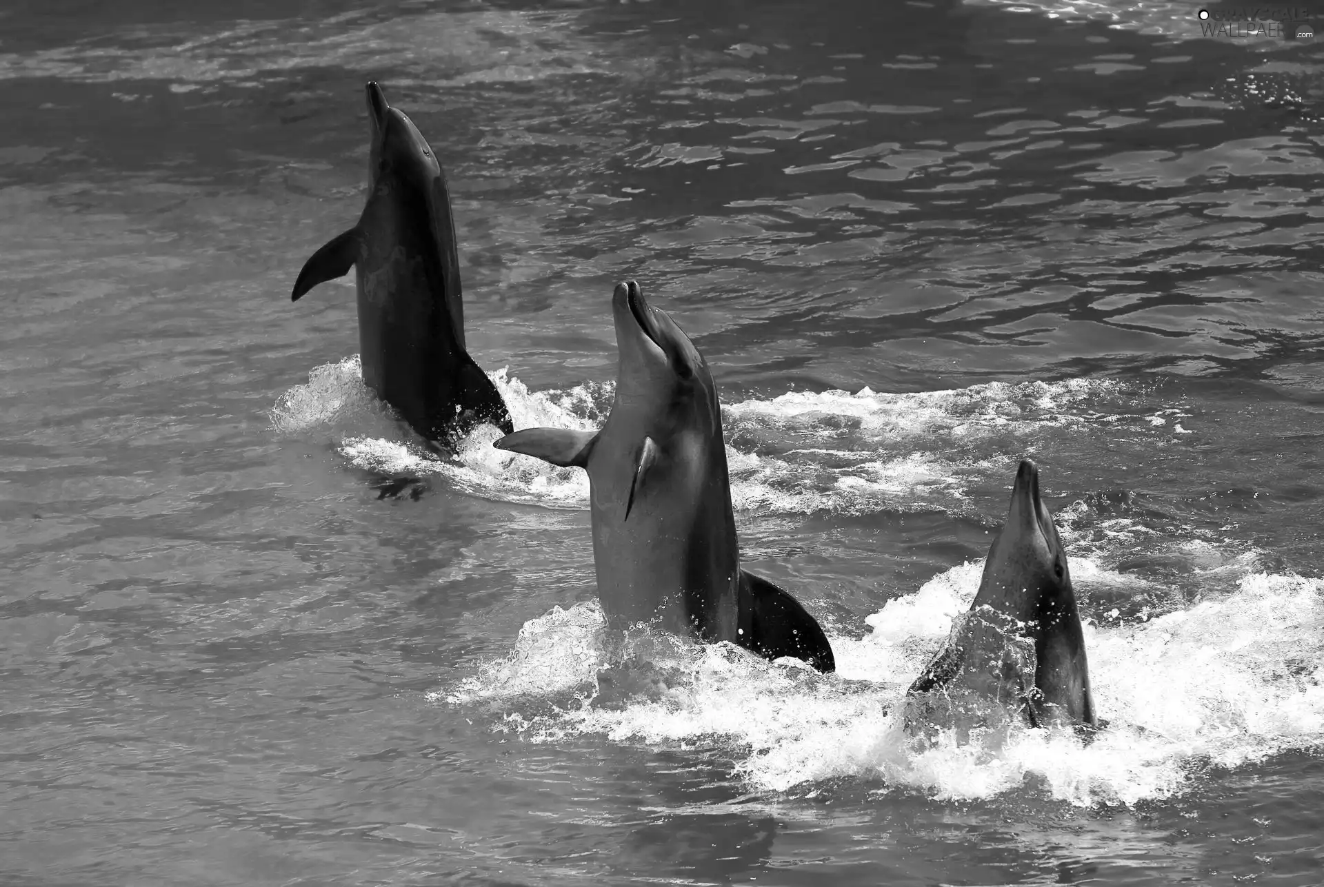 water, Dancing, dolphins, Three