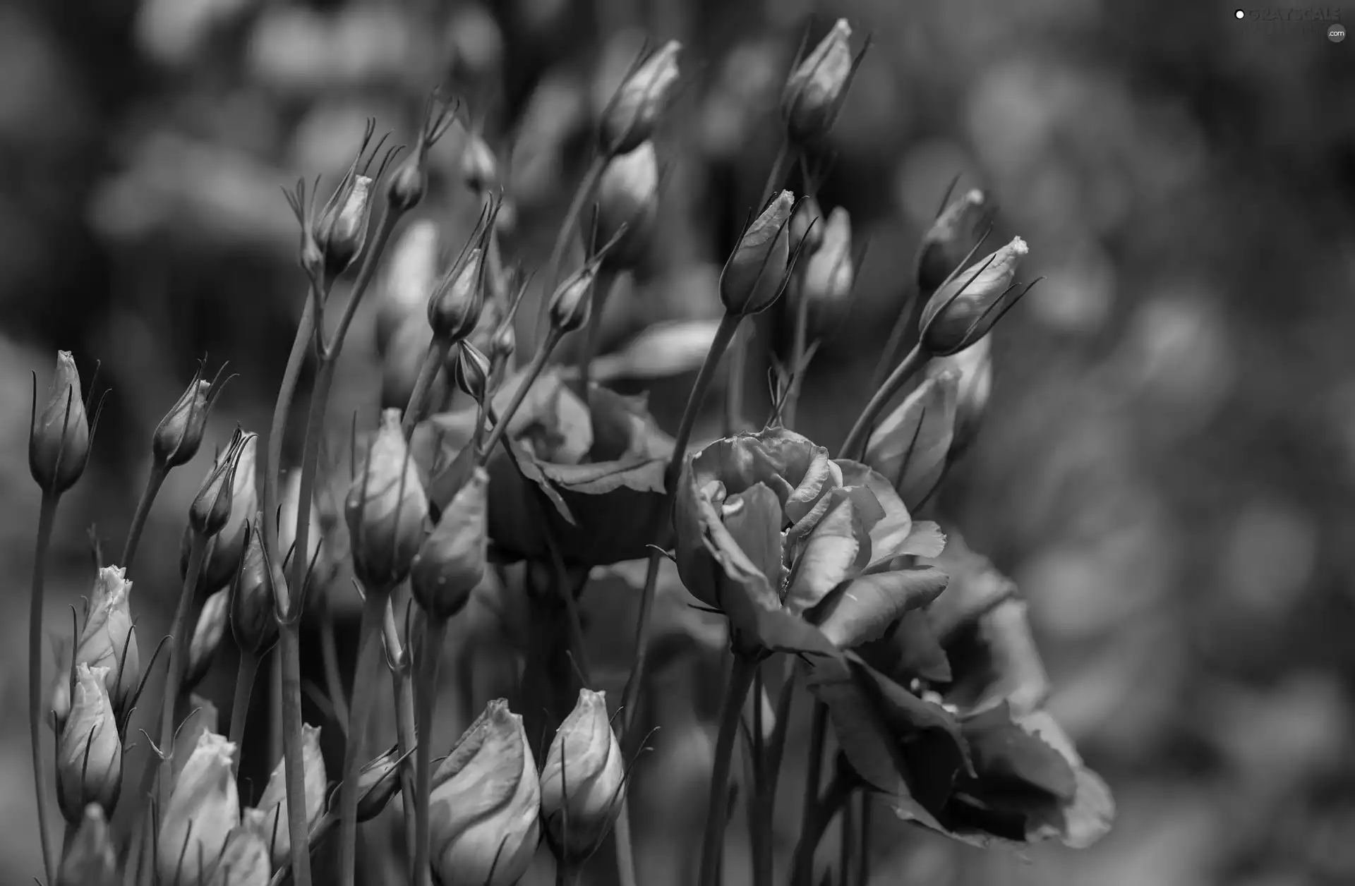 donuts, Eustoma, Flowers