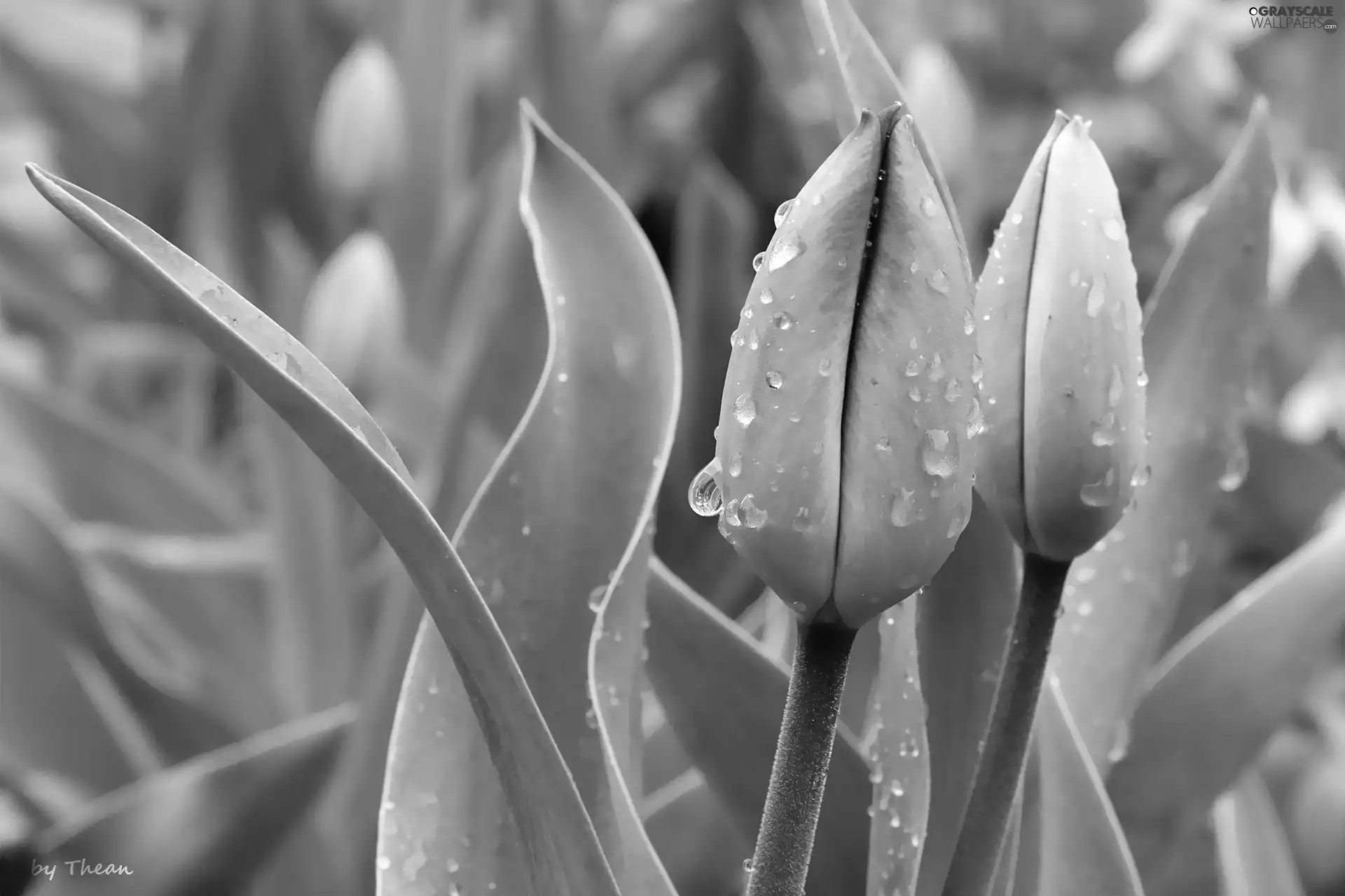 Tulips, donuts