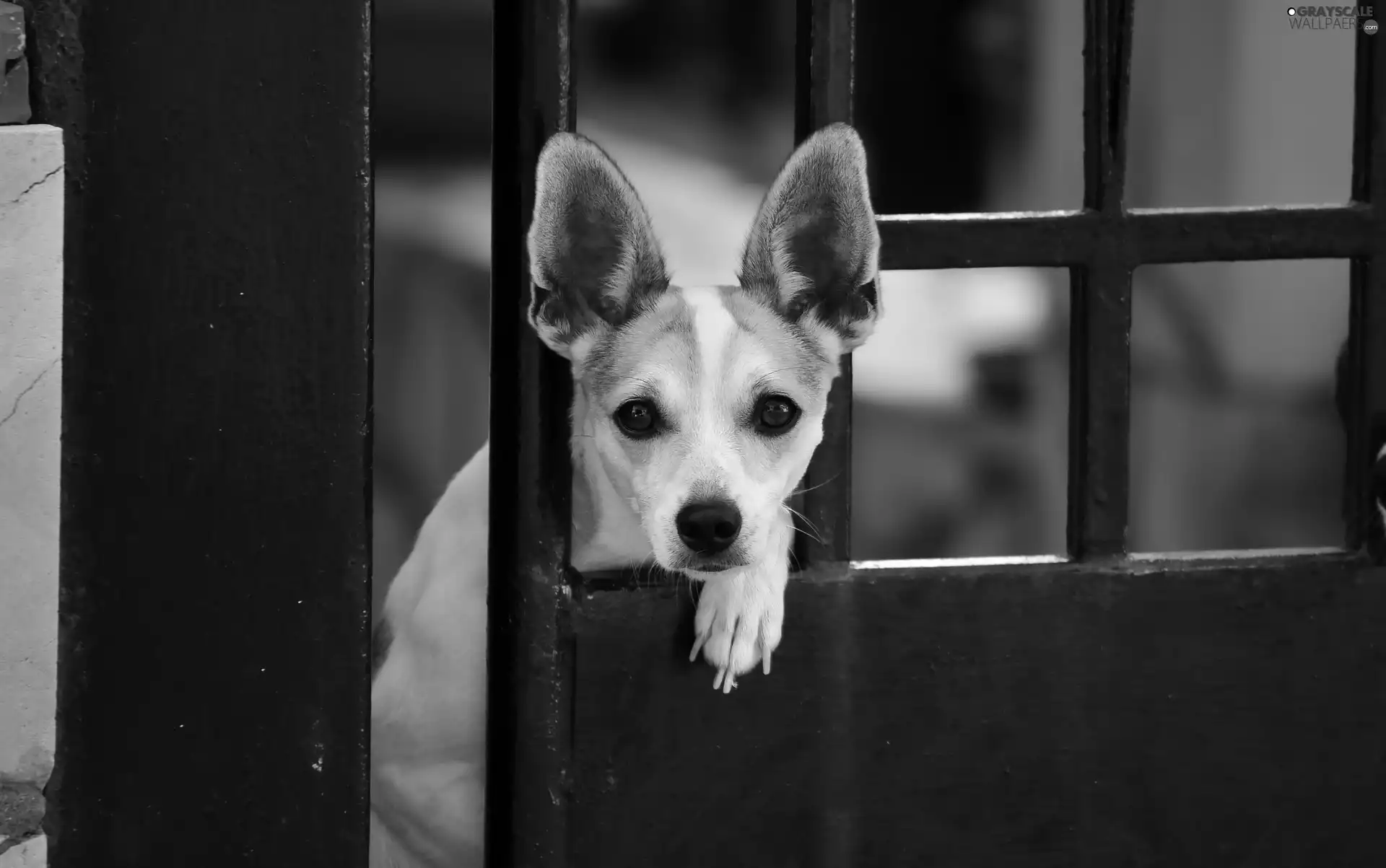 fragment, Doors, standing, ears, dog