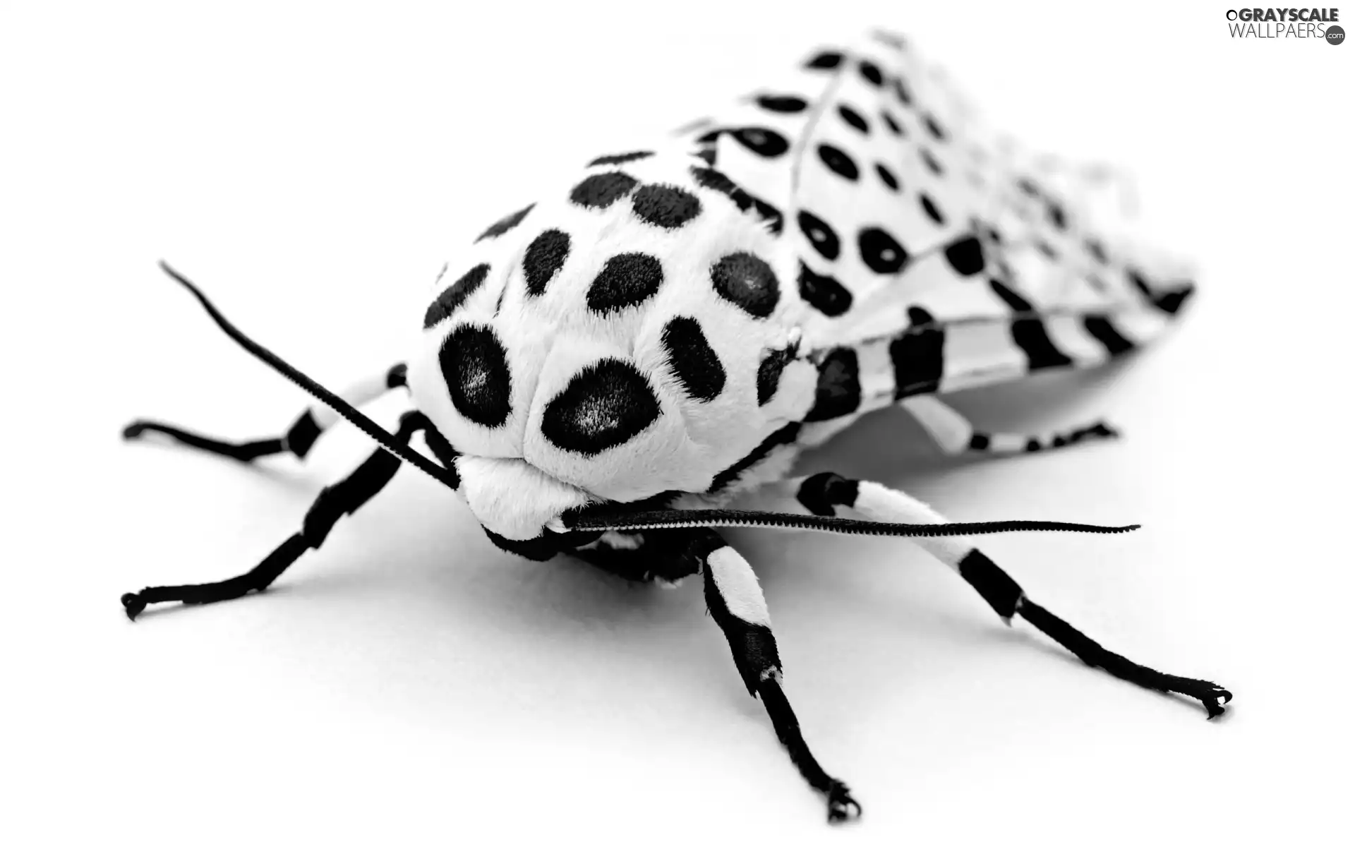 dots, moth, Blue