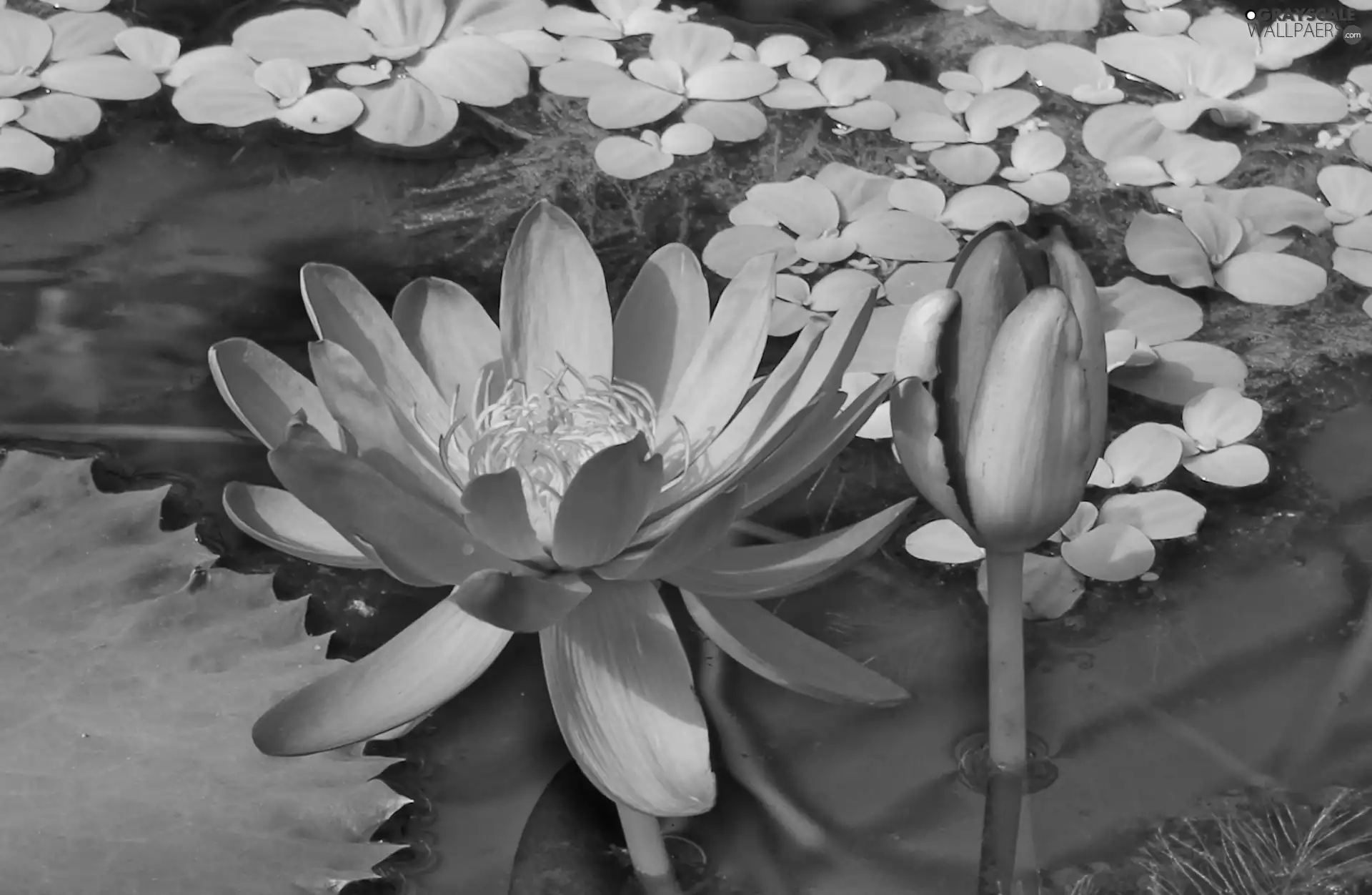 doughnut, Lily, water