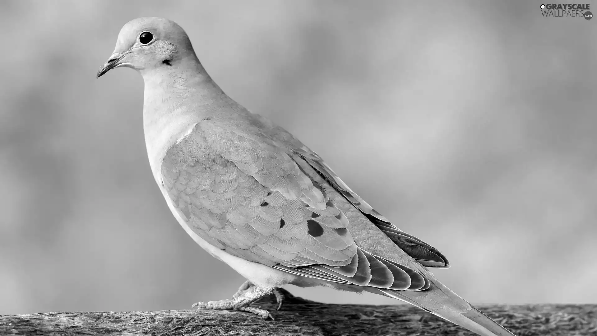 dove, Barbary dove