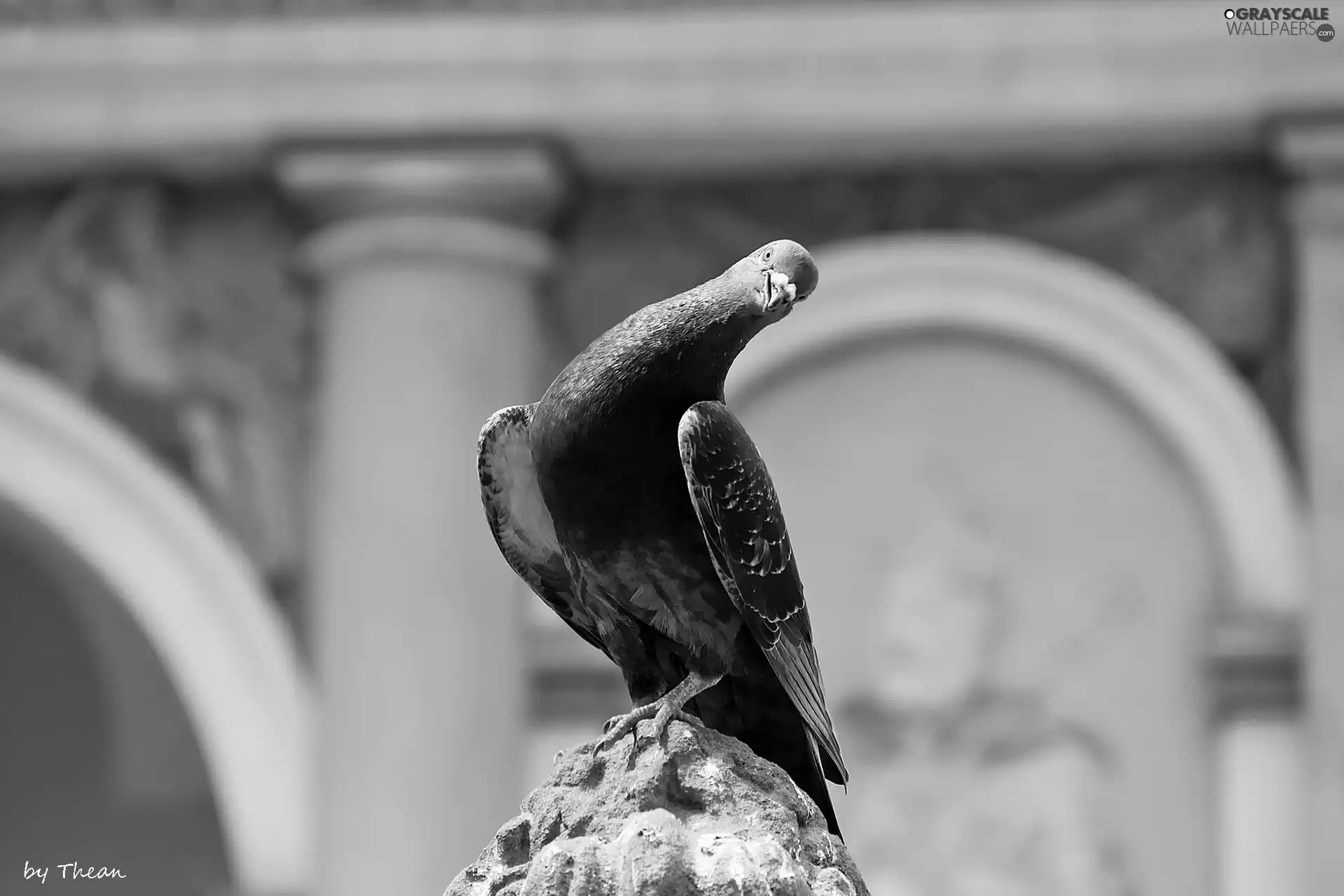 dove