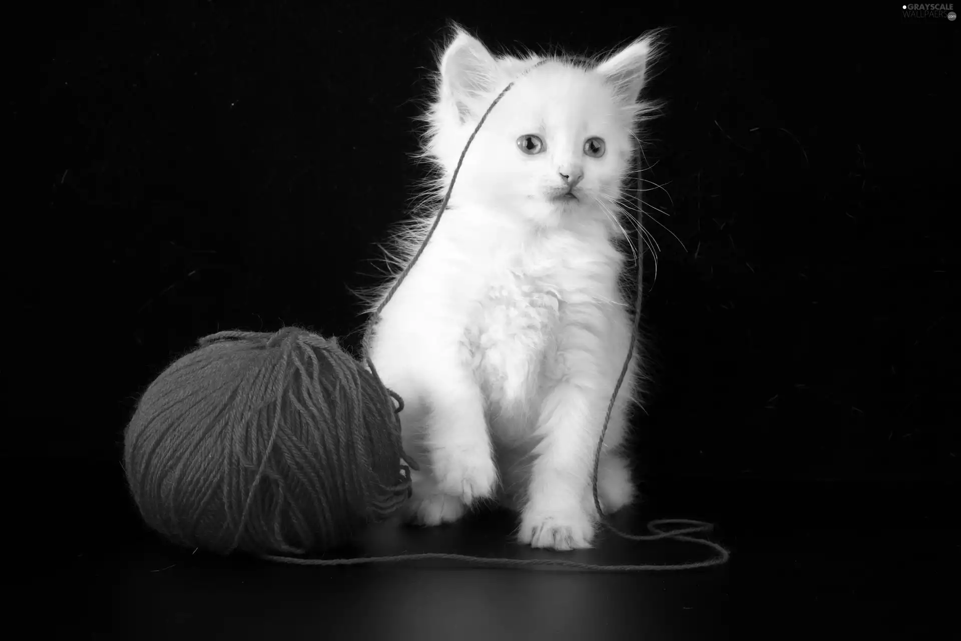 drag, White, cat