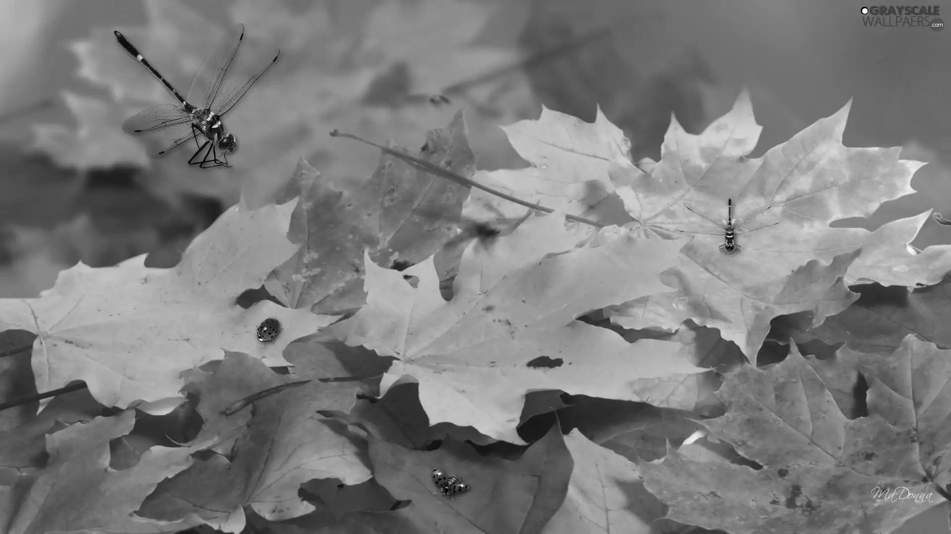 autumn, Leaf, dragon-fly