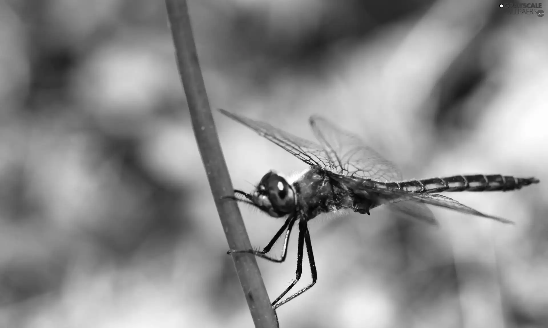 dragon-fly, branch