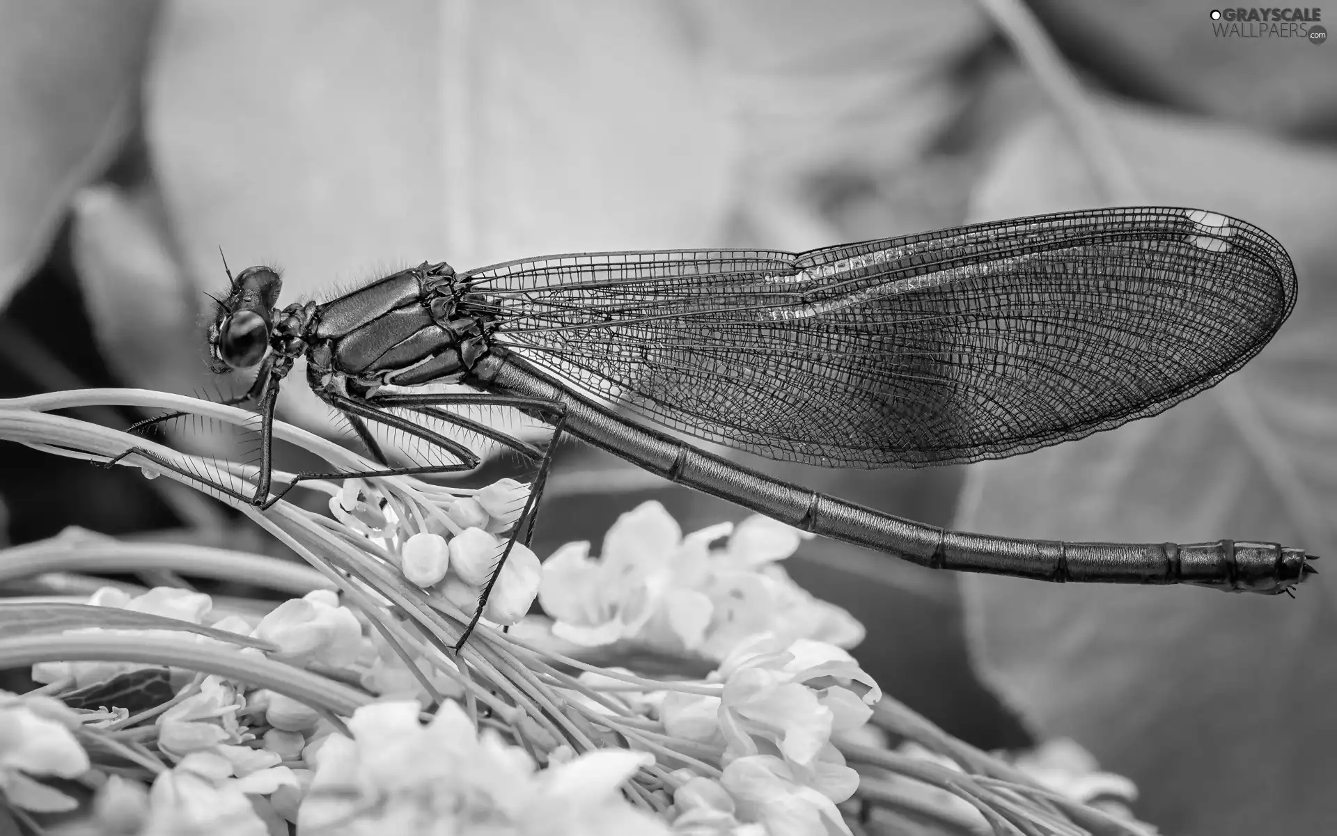 dragon-fly, Flowers