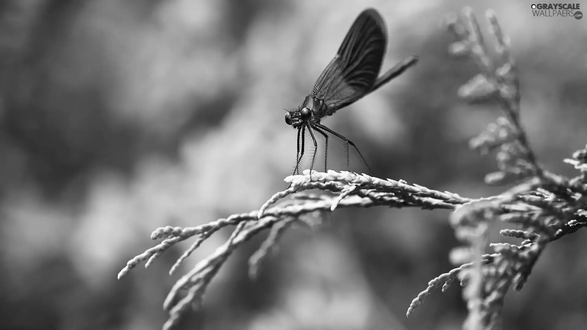 dragon-fly, grass