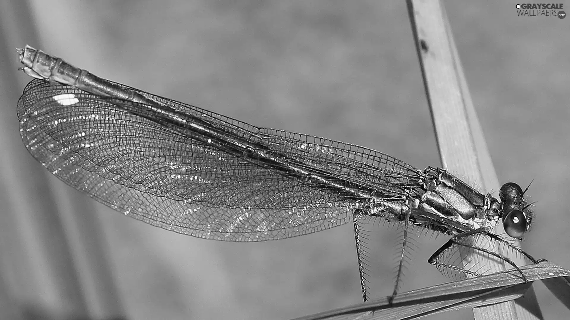 dragon-fly, grass