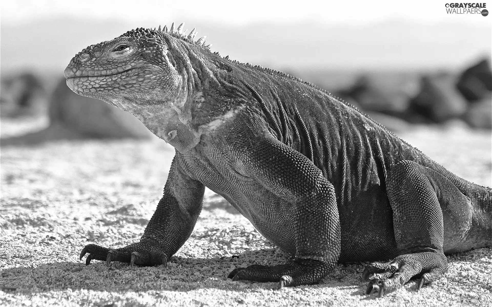 Waran, Komodo dragon