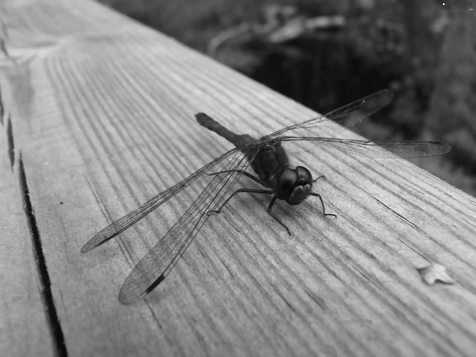 Insect, Scarlet Red, dragon-fly