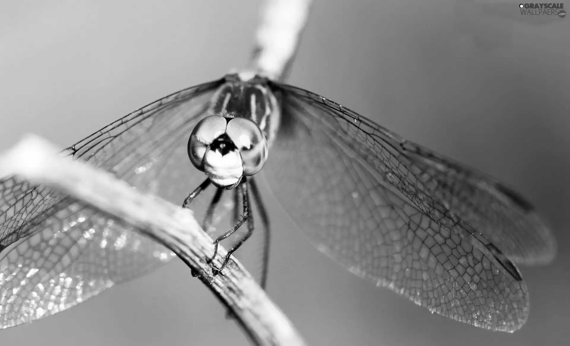 dragon-fly, twig