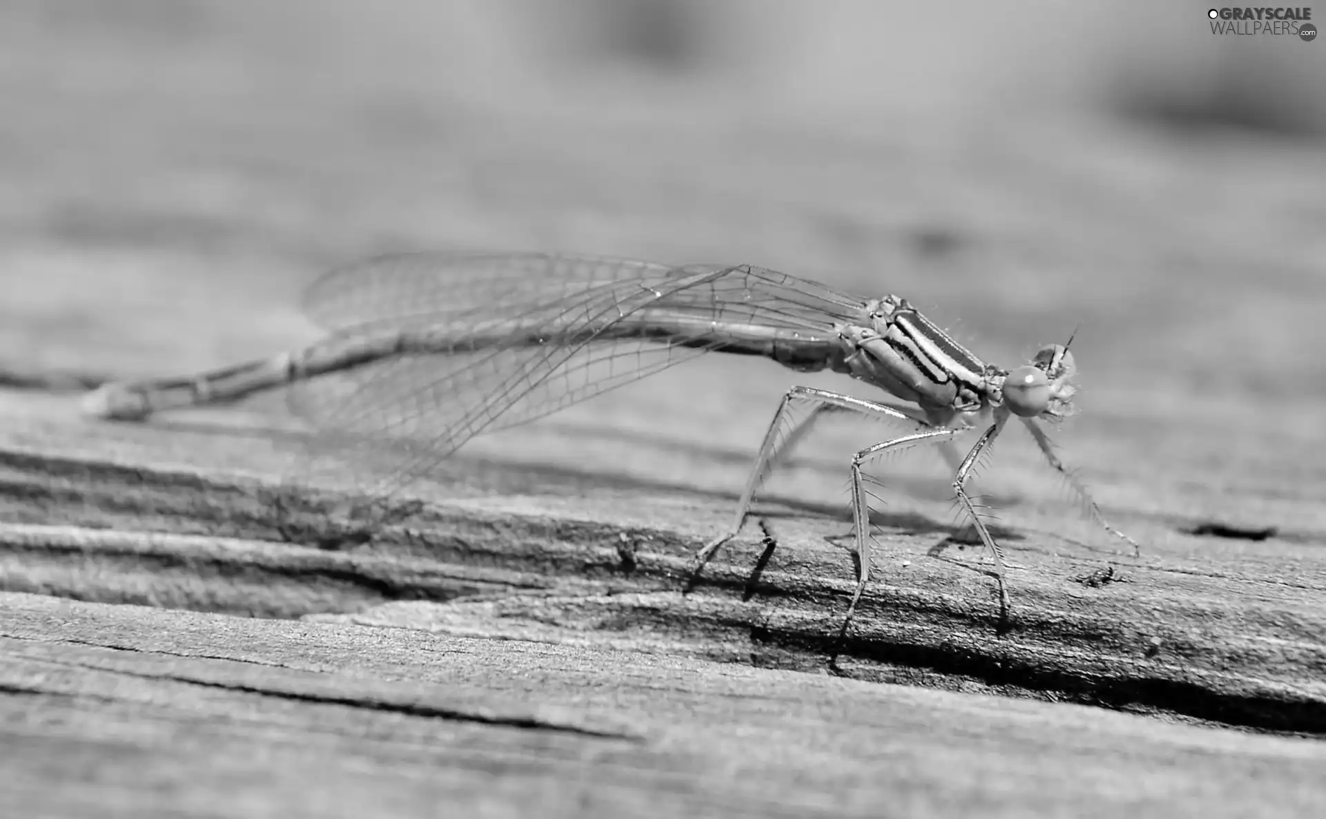 dragon-fly, Wood