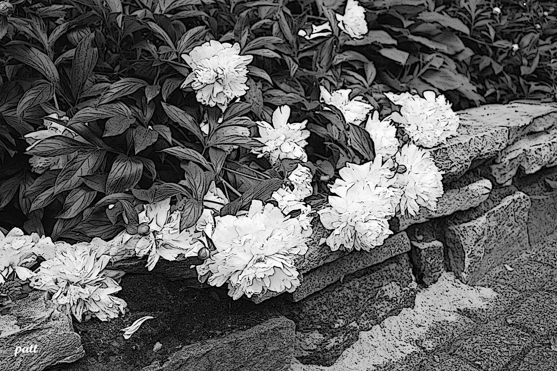 Drawing, Flowers, Peonies