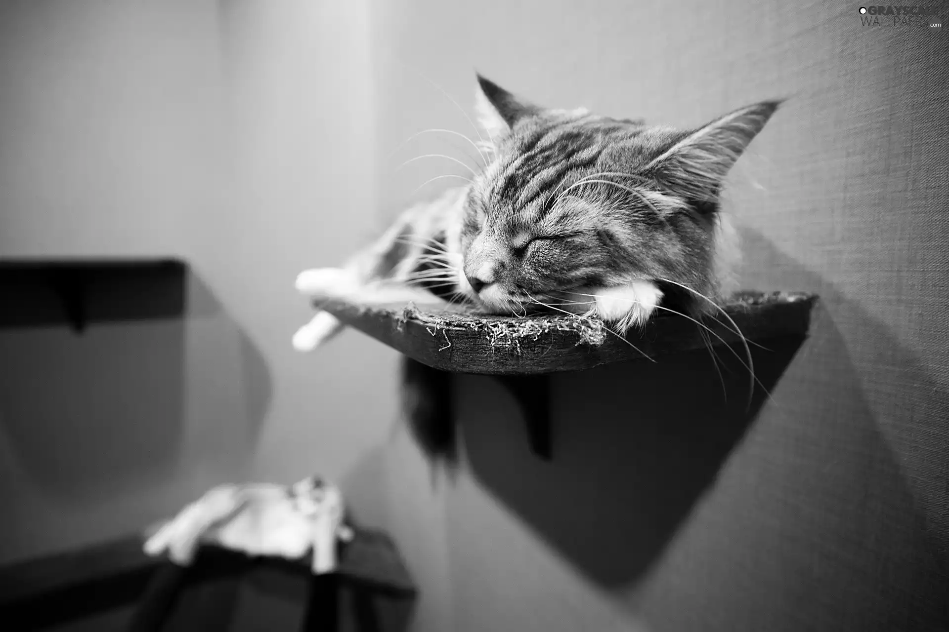 dream, cat, shelf
