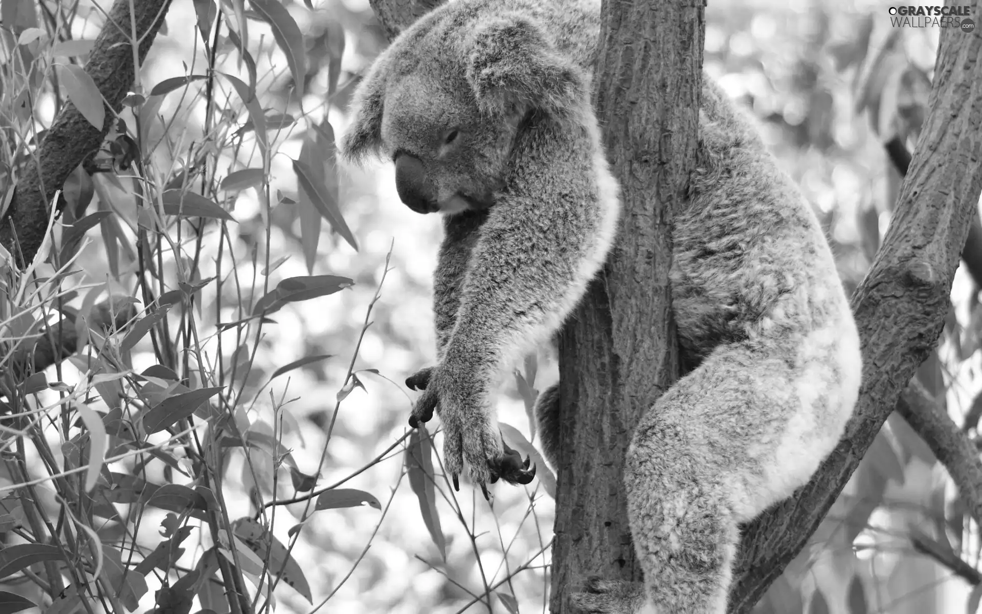 dream, Koala, trees