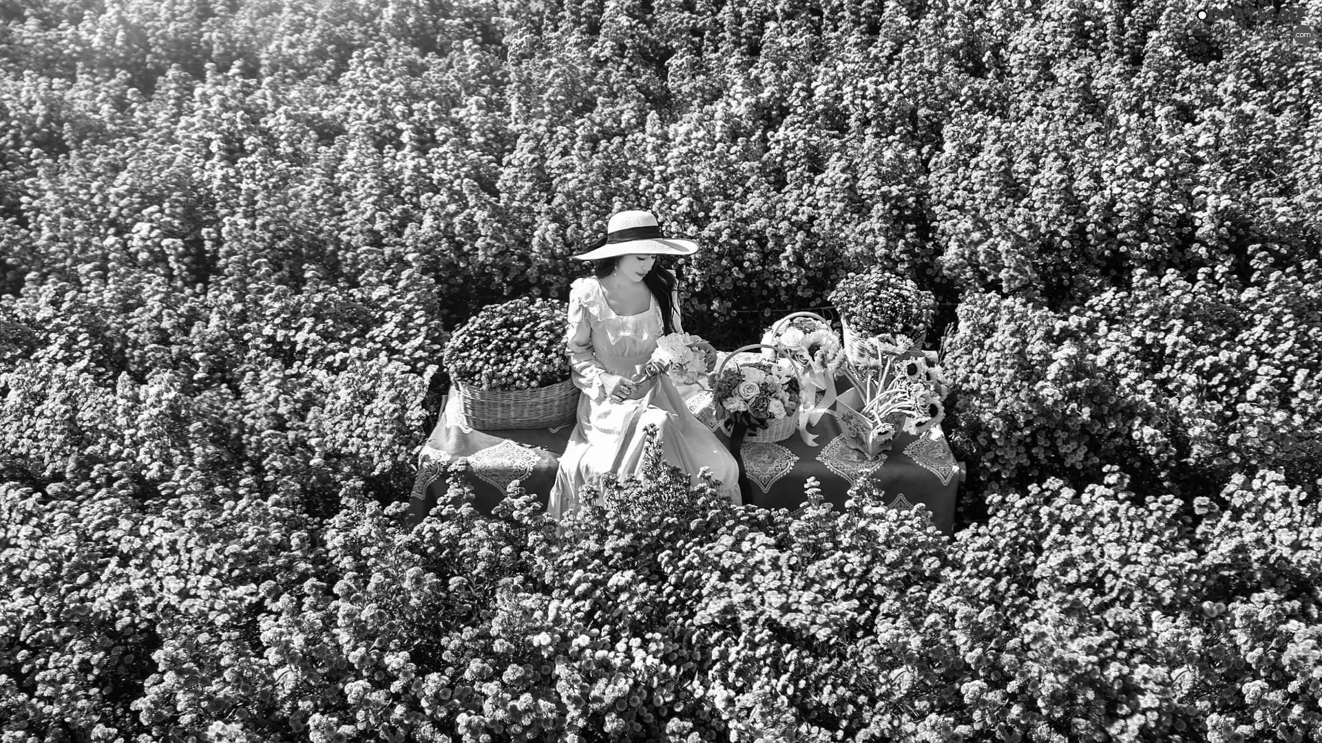 Hat, White, Flowers, dress, girl, color, Field