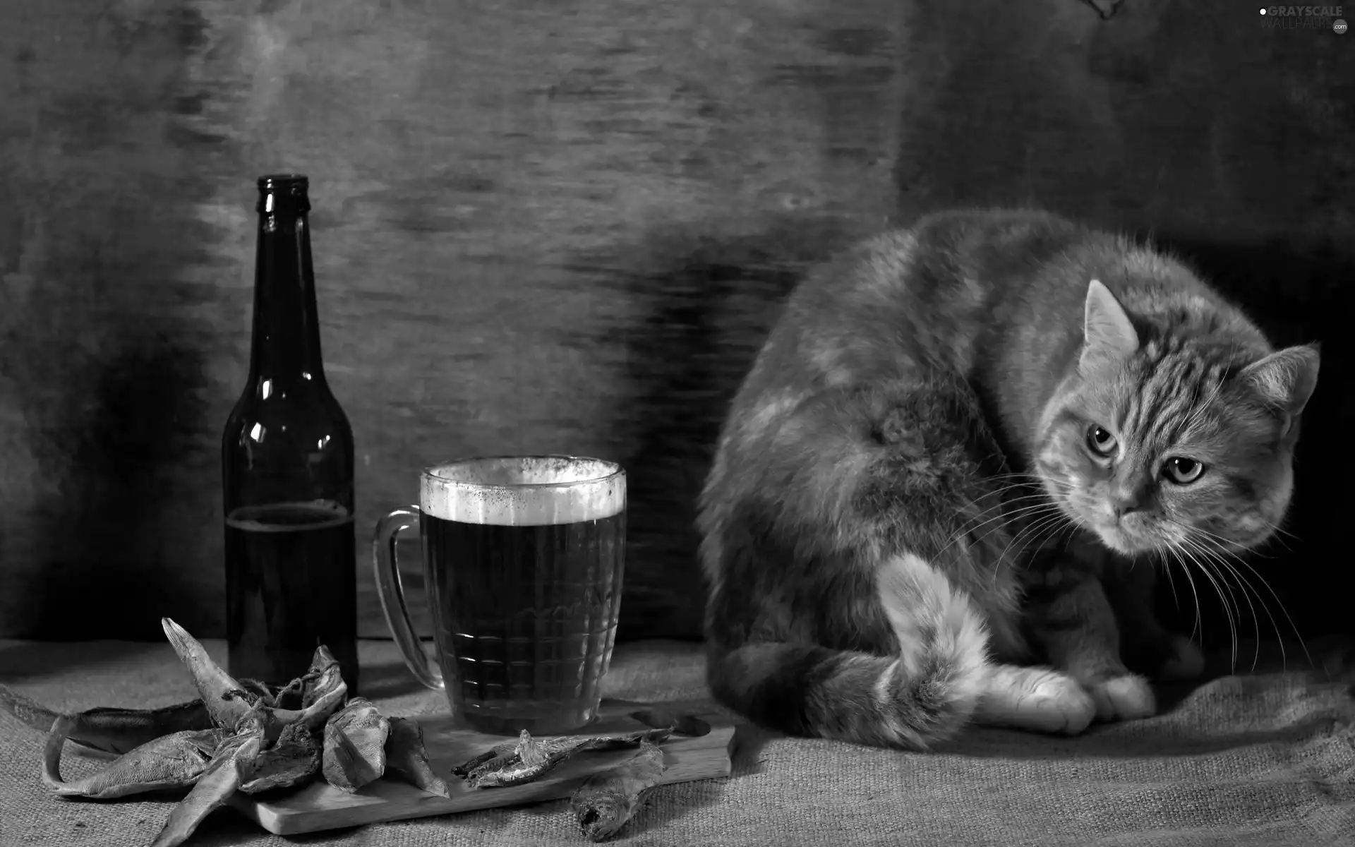 Beer, ginger, dried, fishes, Bottle, cat