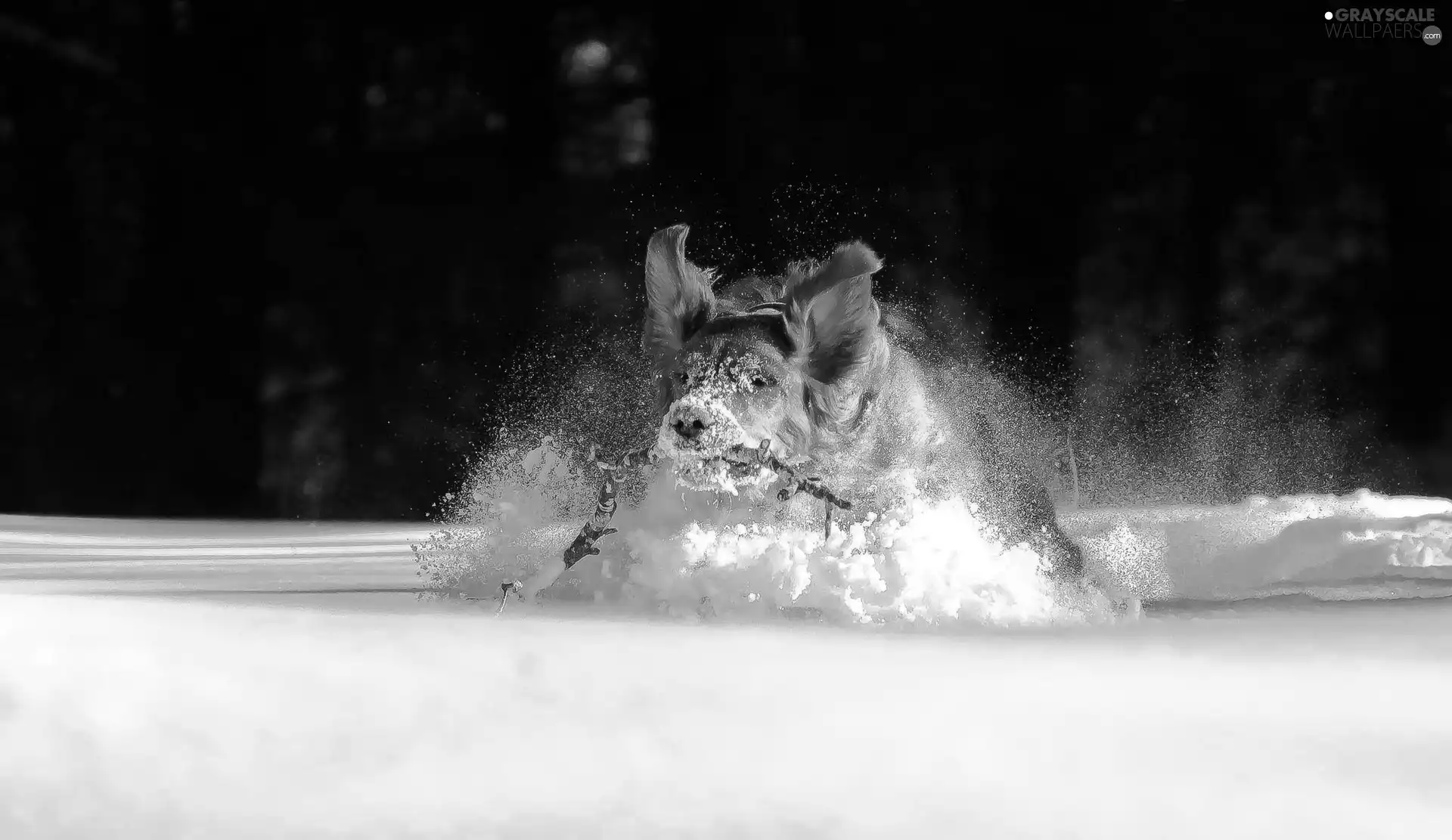 dog, snow, drifts, Stick