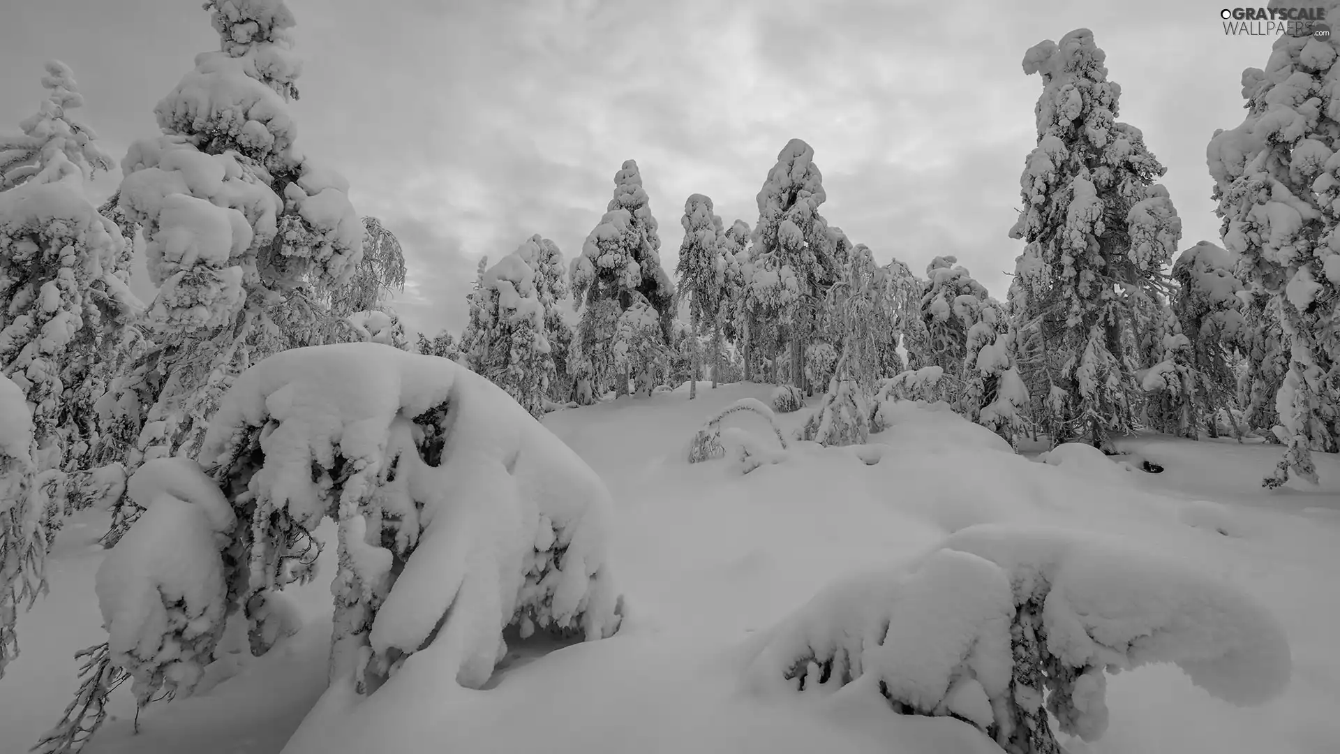 trees, winter, Sunrise, drifts, viewes, snow