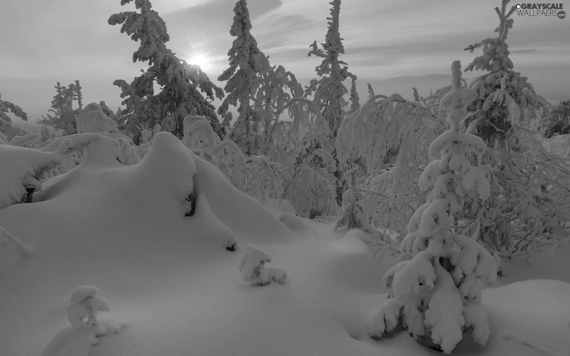 forest, winter, clouds, snow, branch pics, drifts, viewes, Great Sunsets, trees