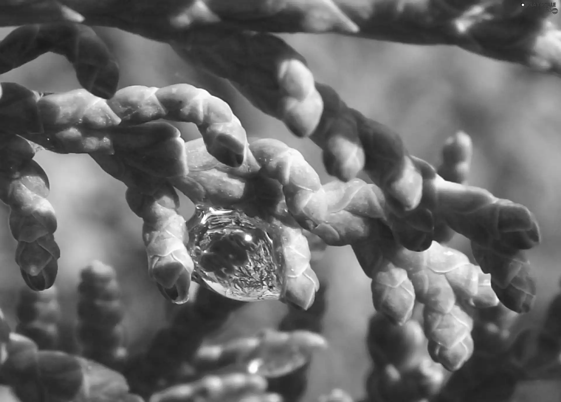 drop, rain, twig, conifer, Green